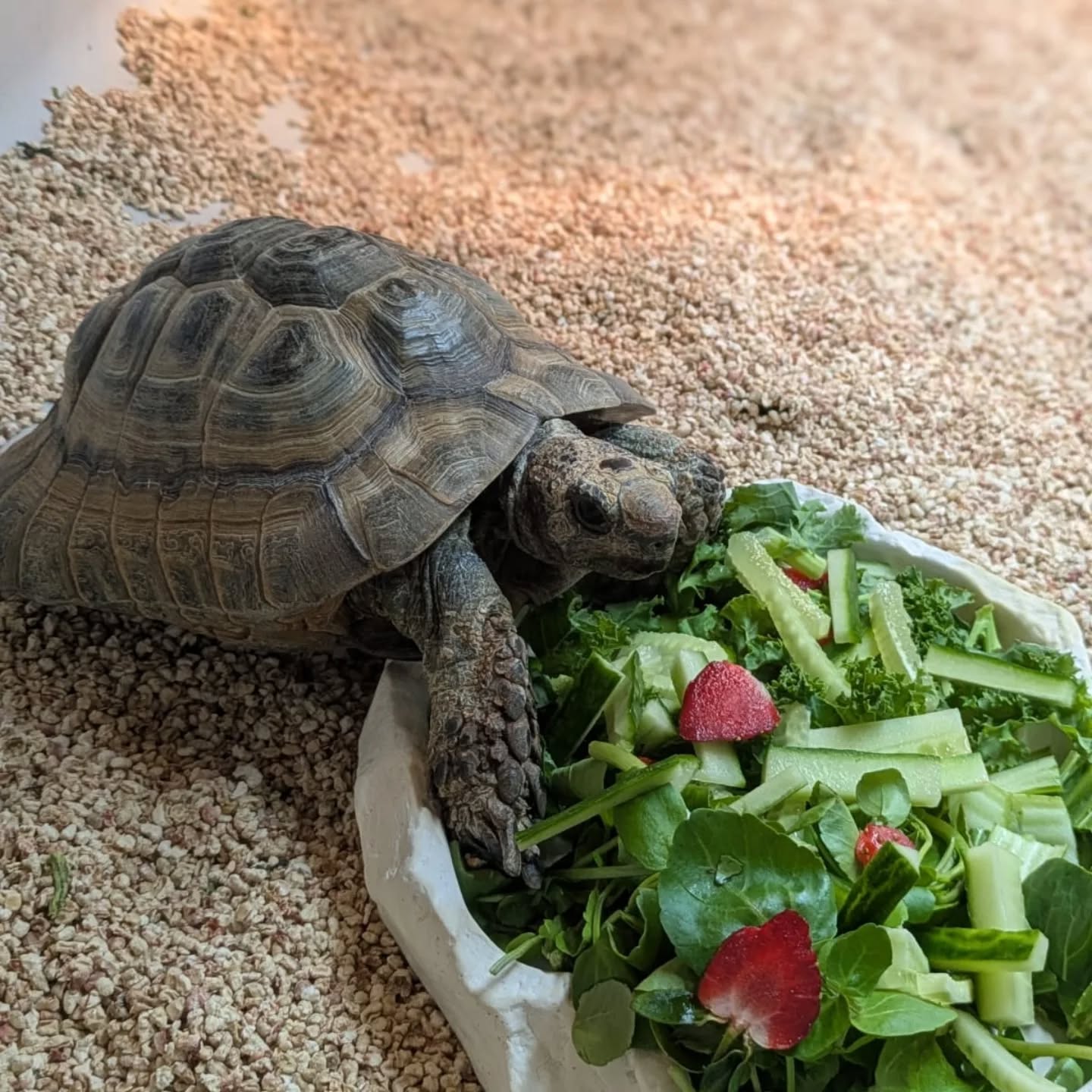 WOW! We are super busy this spring with pet visits! π Today we welcome back Butch & Veronica the Sulcata tortoises π
We have also had a LOT of new pet home visit enquiries and are working slowly to get back to everyone as soon as we can alongside moving house and caring for our own very poorly cat πΏ we will get back to you all ASAP, thank you for your patience πΎ
.
.
.
#tortoise #sulcatatortoises #africanspurthighedtortoise #petsitting #nantwich