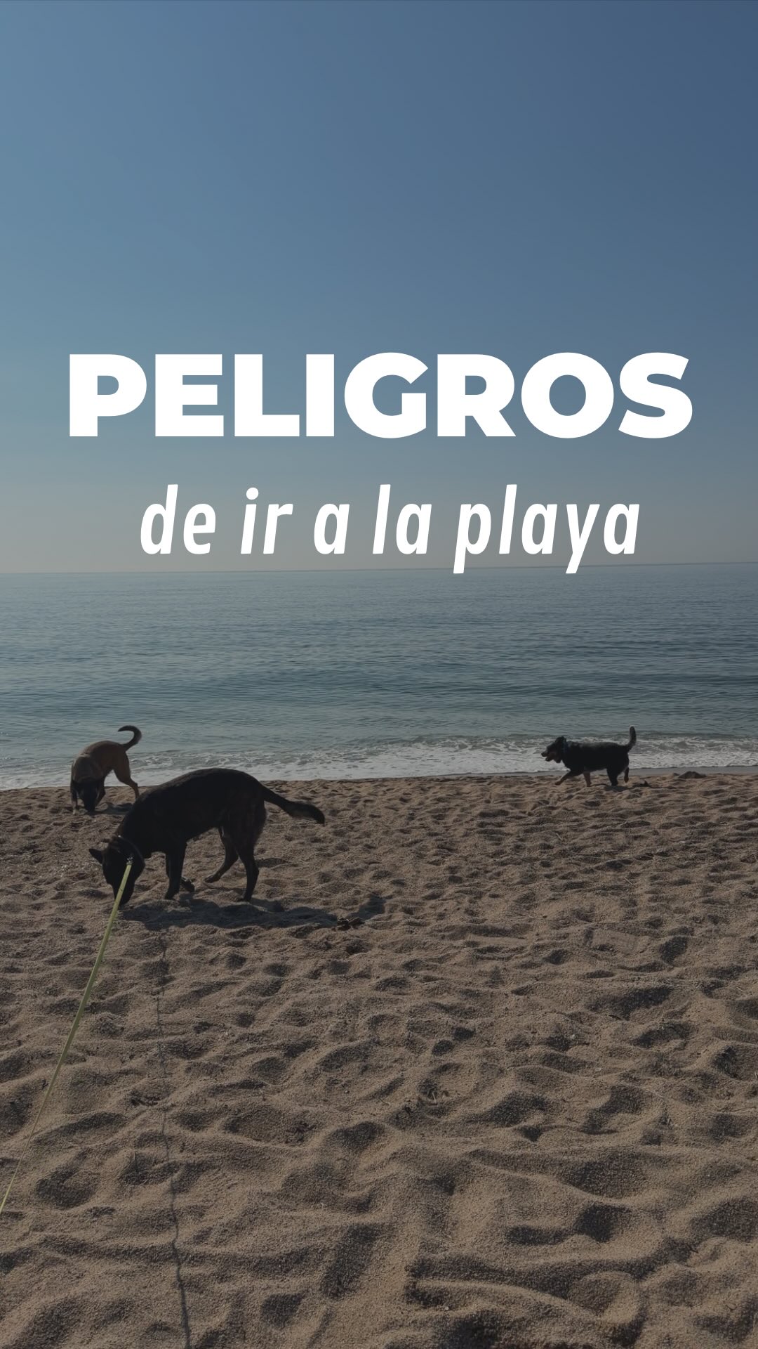 Hoy un paseo normal en la playa ha terminado así.
Texas se ha tragado un anzuelo.🐟
👇 Si te ocurre algo parecido, ten en cuenta esto:
1. No tires del hilo: Es el error más común. Si el anzuelo está clavado, al tirar puedes causar mas daño.
2. Corta el sobrante: Si el hilo es muy largo, corta un trozo para que no se enganche con nada externo.
3. Acude a urgencias: Una radiografía es la única forma de saber dónde está el anzuelo y si se puede retirar por endoscopia (sin abrir) o si requiere cirugía.
Por suerte, en nuestro caso la endoscopia ha sido un éxito y ya estamos en casa. Texas está perfecta y todo se ha quedado en un susto. 💛
#dogtraining #educacioncanina #malinois #veterinario