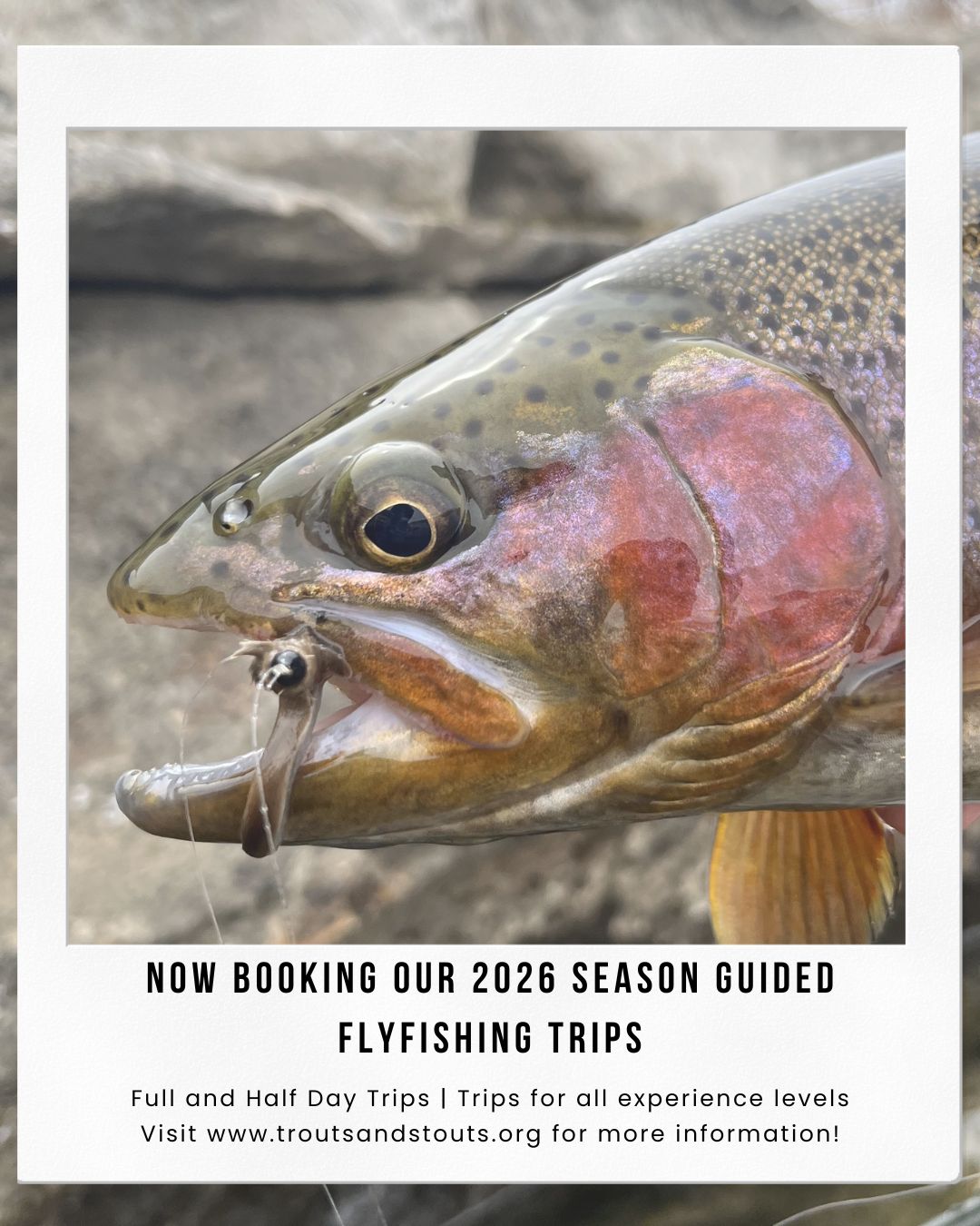 🎣 2026 Guided Trips Are NOW Booking! 🍻
The wait is over—Trouts & Stouts is officially opening up guided trips for the 2026 season! Whether you're chasing your first fish or looking to level up your skills, we’ve got the perfect day on the water waiting for you. Spots fill fast, so lock in your adventure early and get ready for tight lines and unforgettable memories.
📅 Book now for 2026
📍 Colorado waters
👥 All skill levels welcome
DM us or hit the link in bio to reserve your trip!
#TroutsAndStouts #FlyFishingColorado #GuidedFishing #BookNow #ColoradoOutdoors #FlyFishingLife #TightLines #AdventureAwaits
