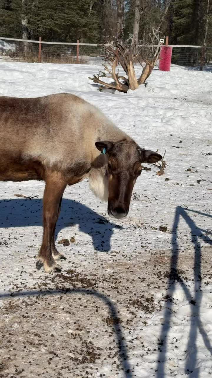 Reindeer appreciation post for our bull Jeremiah
#Alaska #reindeer #appreciation # #appreciationpost