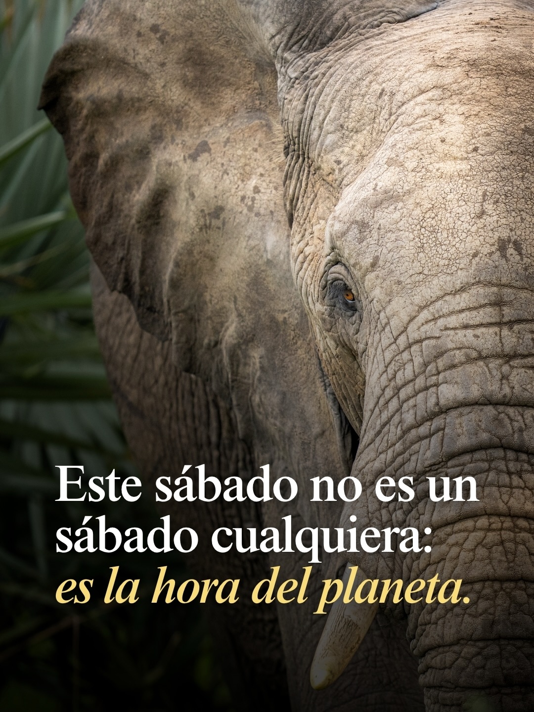 Entre 20:30 y 21:30, ciudades de todo el mundo apagan sus luces como señal de alerta frente a la crisis ambiental.
No es una solución en sí misma. Es una forma de visibilizar un problema que ocurre de manera progresiva: pérdida de ecosistemas, aumento de temperaturas y cambios en los ciclos naturales que sostienen la vida.
Más que la hora puntual, lo relevante es lo que representa. 👇🏻
Cómo consumimos, cómo nos movemos y cómo nos relacionamos con los lugares que visitamos también tiene impacto.
Viajar no está fuera de esta conversación. Cada destino es un entorno natural y cultural que puede protegerse o deteriorarse según nuestras decisiones.
Sumarse es simple: apagar la luz. 💡
Pero el desafío es sostener esa conciencia después.
¿Te vas a sumar? ¿Qué opinas de la iniciativa? Te leemos en comentarios.