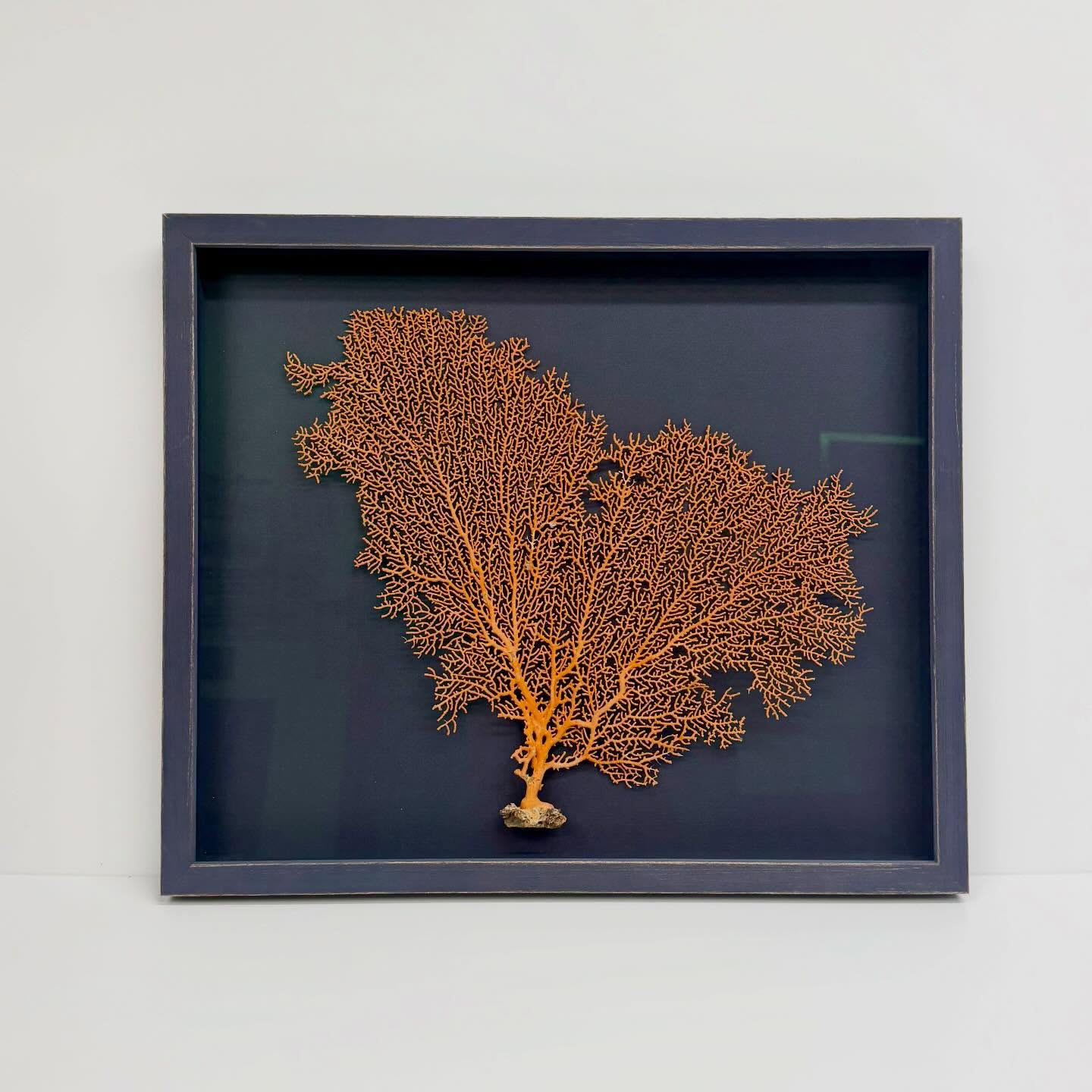 Framed coral. A bit challenging but beautiful! They’ll be for sale at a wonderful shop in Falmouth, TBA. #coral #shadowbox #customartframing #romamoulding #omegamoulding