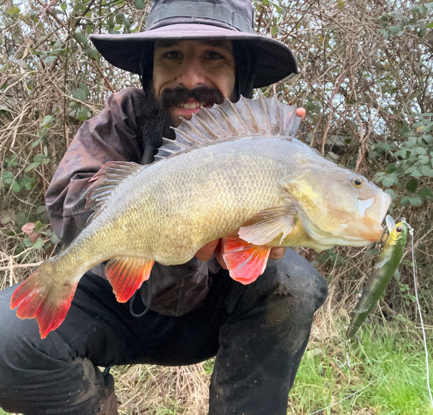 Big lure! Big perch!
Tackle data:
- @bonefishingworld Voyage X 21-140 grams.
- @zerekinnovation Defiance long jerk
- @atcfishing Combat V2 bait-caster
.
#fishing #fish #perch #perchfishing perchfishinguk
