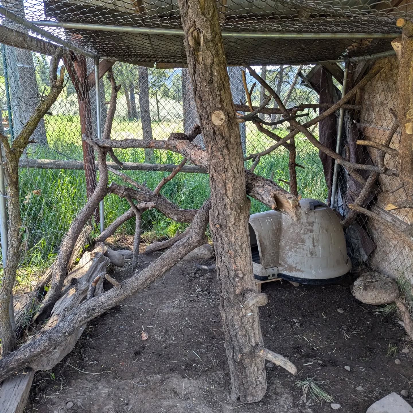 Daisy's habitat got a renovation the last couple of days! All of the old chewed on limbs were taken out and new greenery was brought in! She is a little confused about the rearranged habitat, but is thoroughly enjoying all of the hanging snacks! #rmwpark #daisytheporcupine #northamericanporcupine