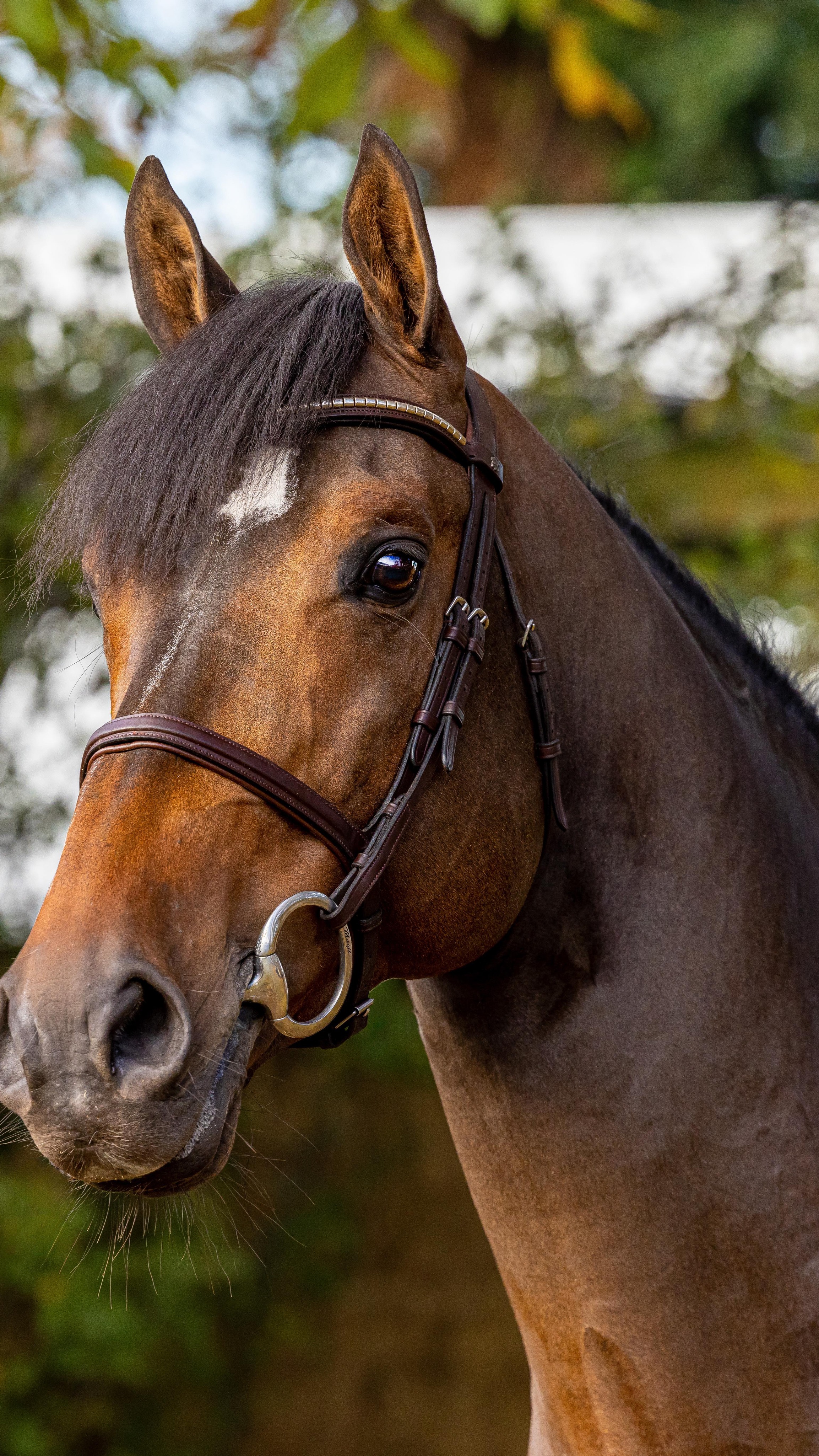⭐️ IN THE BARN ⭐️ Still a handful of really really quality Hunters and Jumpers available, with brains, real talent and scope. All OK amateur. Keep watching and send a message for info!