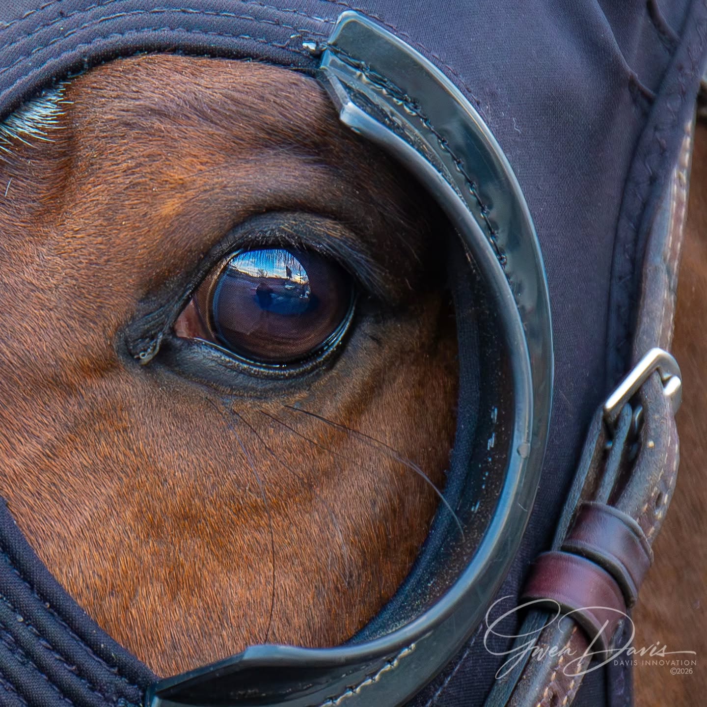 Dodging 🌧 this morning but the work goes on. Classic Appeal, some love for Ingleborough, beautiful Madeline's Promise and C K Wonder.