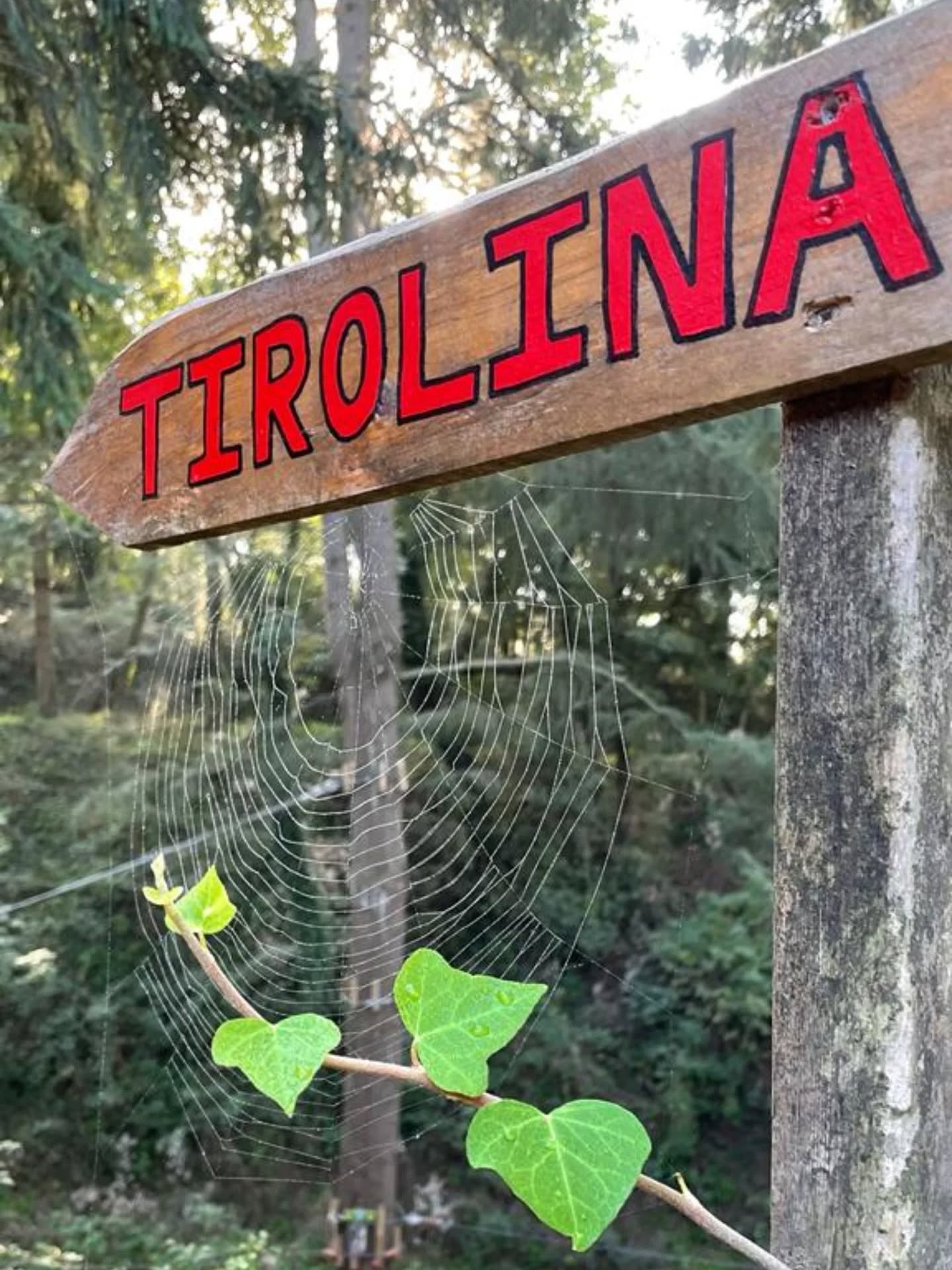 🌲✨ Aventura en estat pur ✨🌲
Entre arbres, aire fresc i petits detalls de la natura… t’espera l’emoció.
T’atreveixes a volar entre el bosc amb la nostra tirolina?
L’aventura comença on acaba el camí.
#ParcDAventures #Tirolina #Natura #Adrenalina #Bosc Aventura