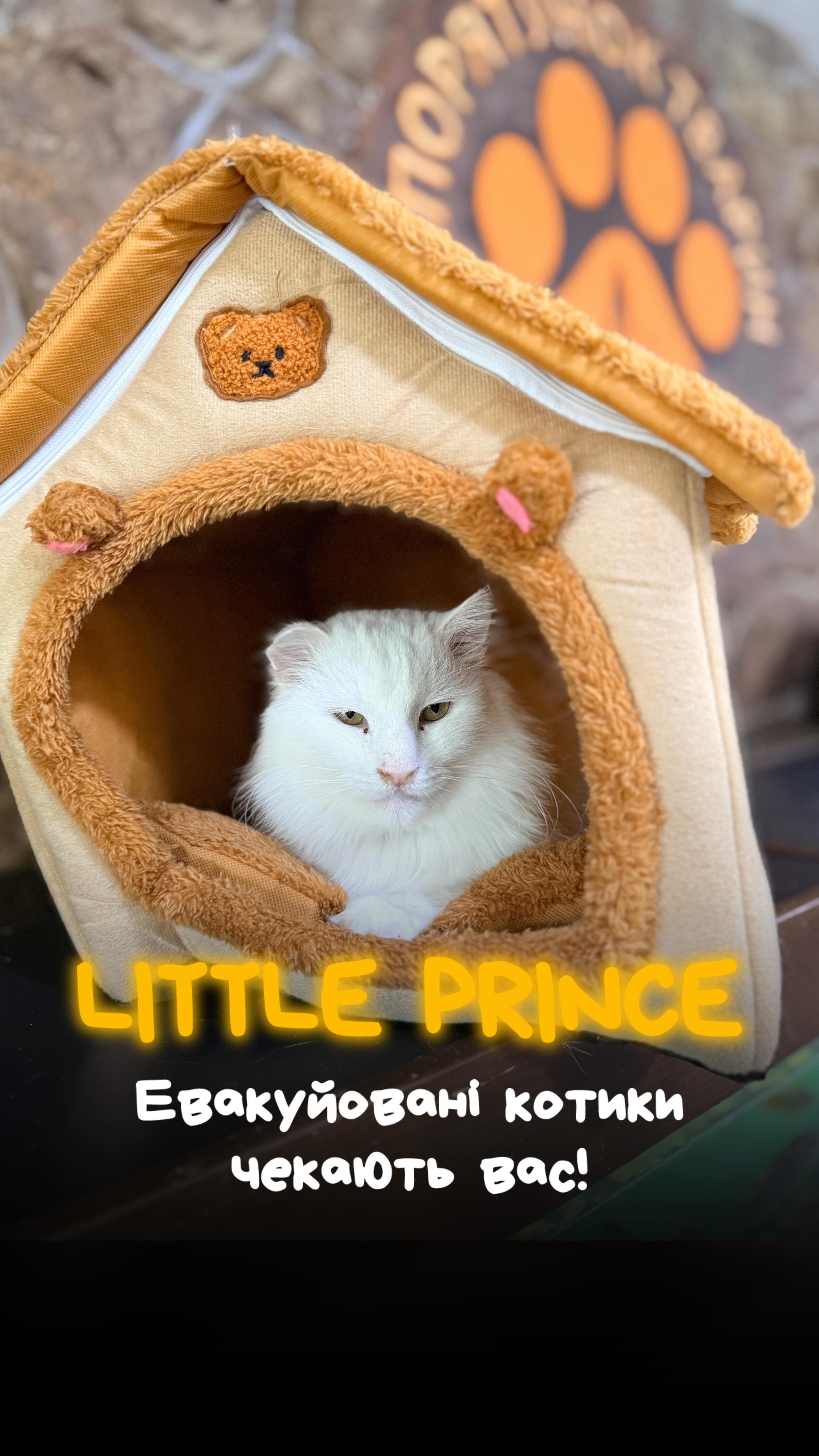 Це кошеня Ліка запрошує вас до нашого реабілітаційного центру @malenkii.prince_ark із евакуйованими котиками (⬇️ENG)
Останніми днями наш центр був зокрема прихистком для мам
із кошенятами і вагітних киць, яких наш рятувальник Руслан евакуював із Донбасу.
Вони трохи адаптувалися
після зони бойових дій. І напередодні кошенят із мамами прийняв на подальше прилаштування БФ «Зоосімʼя».
Решта котиків після евакуації адаптуються в нашому центрі.
Чекаємо вас на каву з котиком ! Якщо Вам нема з ким випити кави, у нас – завжди є з ким :)
Вас мала обслуговувати наша баріста Санта, але в неї відпустка на все життя – її вчора всиновили в родину :)
Всі евакуйовані котики чекають на вас у гості у нашому центрі «Маленький Принц».
Щодня з середи по неділю включно з 12 до 18.
Наша адреса вул. О. Олеся, 7 (біля м. Ботанічний Сад)
Дякуємо Bill Fialkowski та його дружині Вікторії за підтримку евакуйованих котиків!
Хай Життя переможе все!
Зробити донат можна за посиланням у біо чи в коментарях 👉
This is Lika the kitten, inviting you
to visit our “Little Prince” rehabilitation center
with rescued cats.
In recent days, our center has also become a shelter for mothers with kittens and pregnant cats, whom our rescuer Ruslan evacuated from Donbas.
They have begun to adapt
after life in the combat zone. Recently, the kittens with their mothers were transferred for further adoption to the “Zoosimia” Foundation.
Th