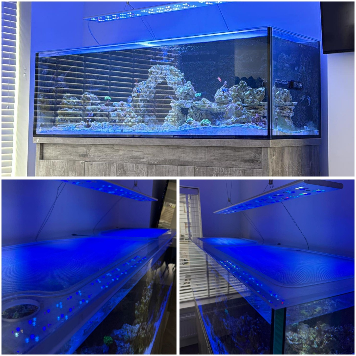 Huge thanks to Shane for these absolutely stunning photos of his new Polyp Top! 🔥 This beauty arrived and it's looking incredible on his beautiful aquarium! ✨
We will soon be introducing a range on our website for standard fish tanks and of course any custom requests sent us a message today!
Check out our full range of custom tanks and frag systems:
🌐 https://www.thepolyppros.co.uk/
🌐 https://www.thepolyppros.eu/
#thepolyppros #customaquarium #fragtank #reefkeeping #coraladdict #aquascaping #reefaddict #customtank #acrylictank #reefsetup #marineaquarium #reefnerd #aquariumhobby #coralkeeper #reeflife #customdesign #aquariumlife #reefcommunity #beautifultank #allmymoneygoestoreef #ilovemyjob #reefkeeper #aquariumsetup #reefkeeper #marinelife