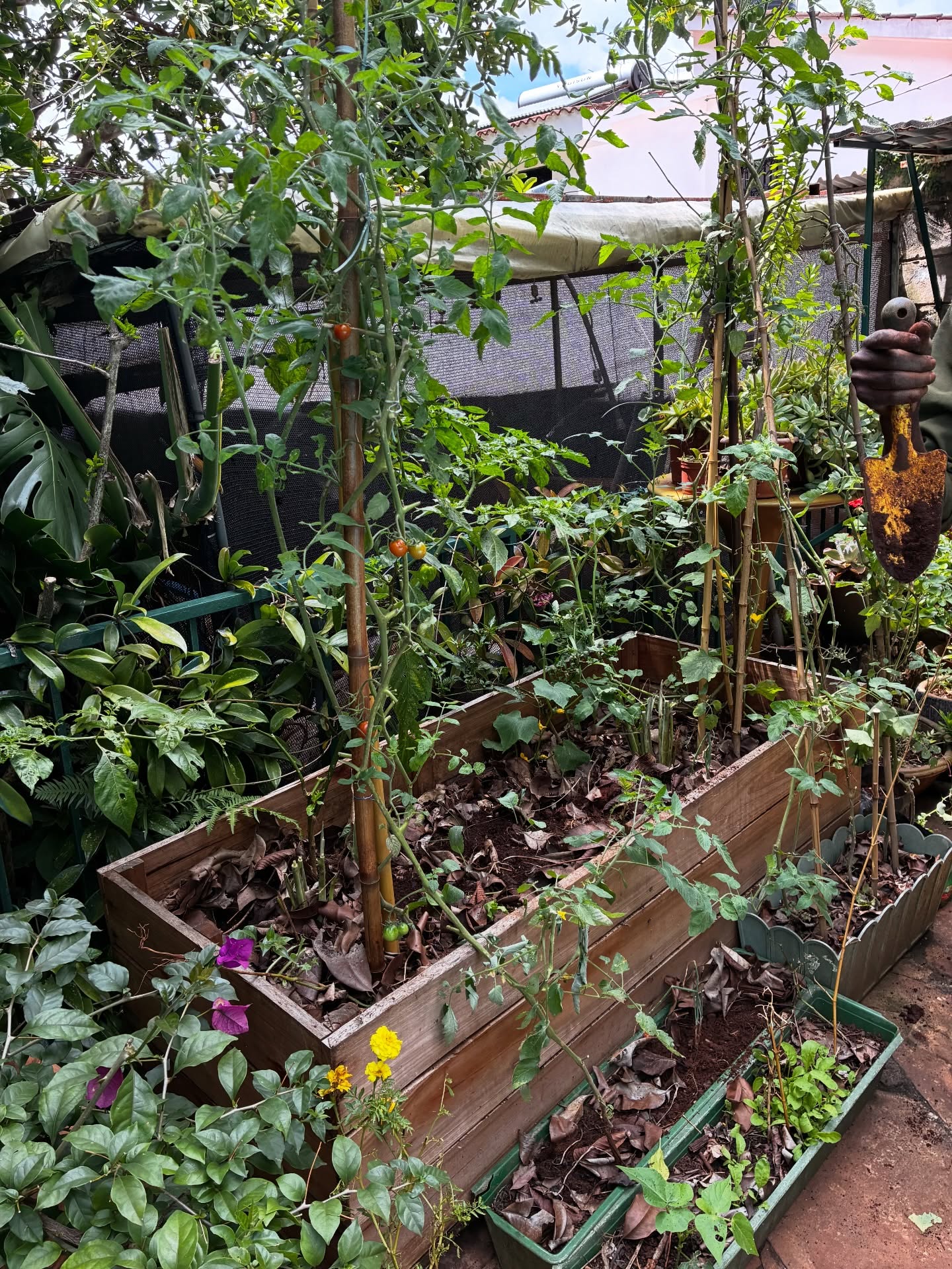 Back-to-back follow-ups in between projects and meetings, making sure our clients’ veg spaces are thriving 🐝🐝
We’ve added some new seasonal varieties into these two boxes, while continuing to work closely on pest management, mulch use (what to use and most importantly demonstrating how), and most importantly, consistent watering and simple maintenance routines this time.
It’s often the fundamentals that make all the difference.
Really looking forward to seeing how these crops come along over the next few weeks for them 🤞🤞🌾
Also a highlight, the gardener here was genuinely enthusiastic, enjoying the process, and starting to connect the dots and gaps with the simple practices he can carry forward after this visit. That’s always the real win 🌾