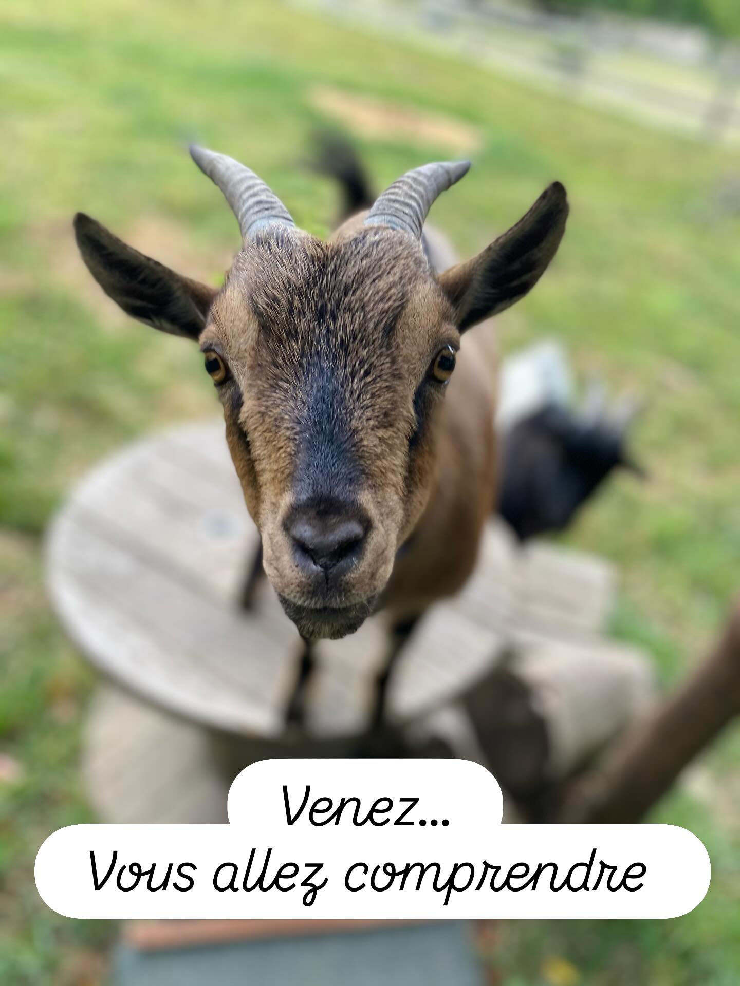 Et si vous faisiez une pause là, maintenant ?
Un endroit où on ralentit, où on rit, et où on s’émerveille de ce qui s’offre à nous.
Un séjour chez Maison la folie douce, ça ne se raconte pas… ça se vit.
Qui vient ?
#Normandie #Goat #WeekEndNature #SlowLife #FolieDouce