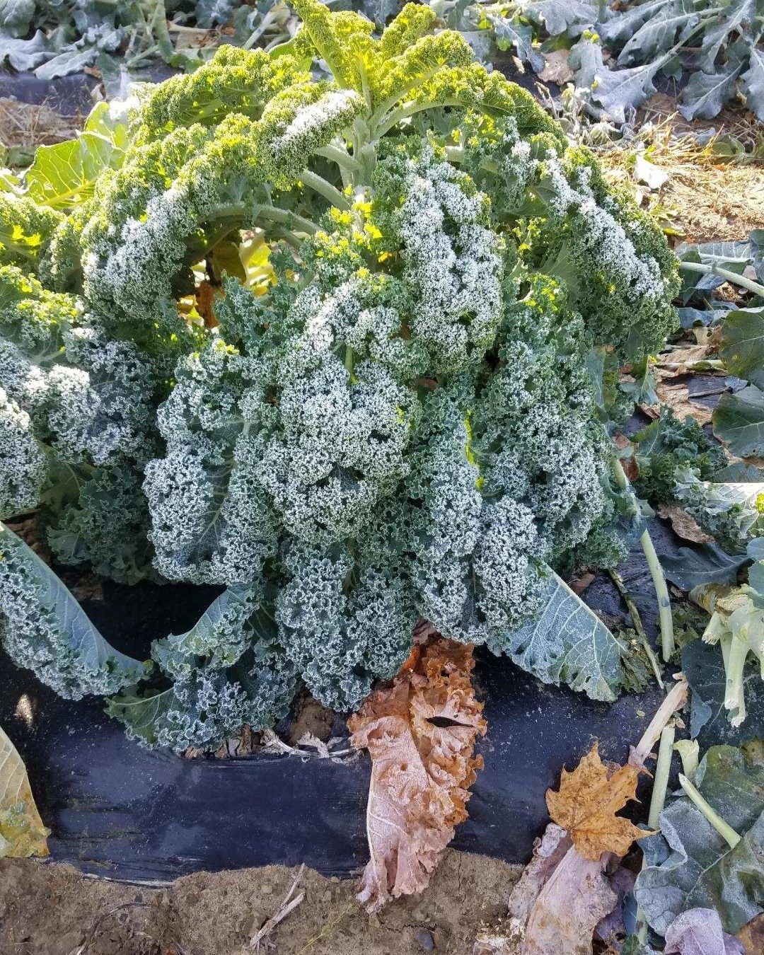 A good hard frost brings out peak flavor in kale and sprouts!
Make a trip to Cold Spring Farm soon!
.
.
#coldspringfarmny #lawyersville #cobleskill #farmstandfinds #Kale #sprouts