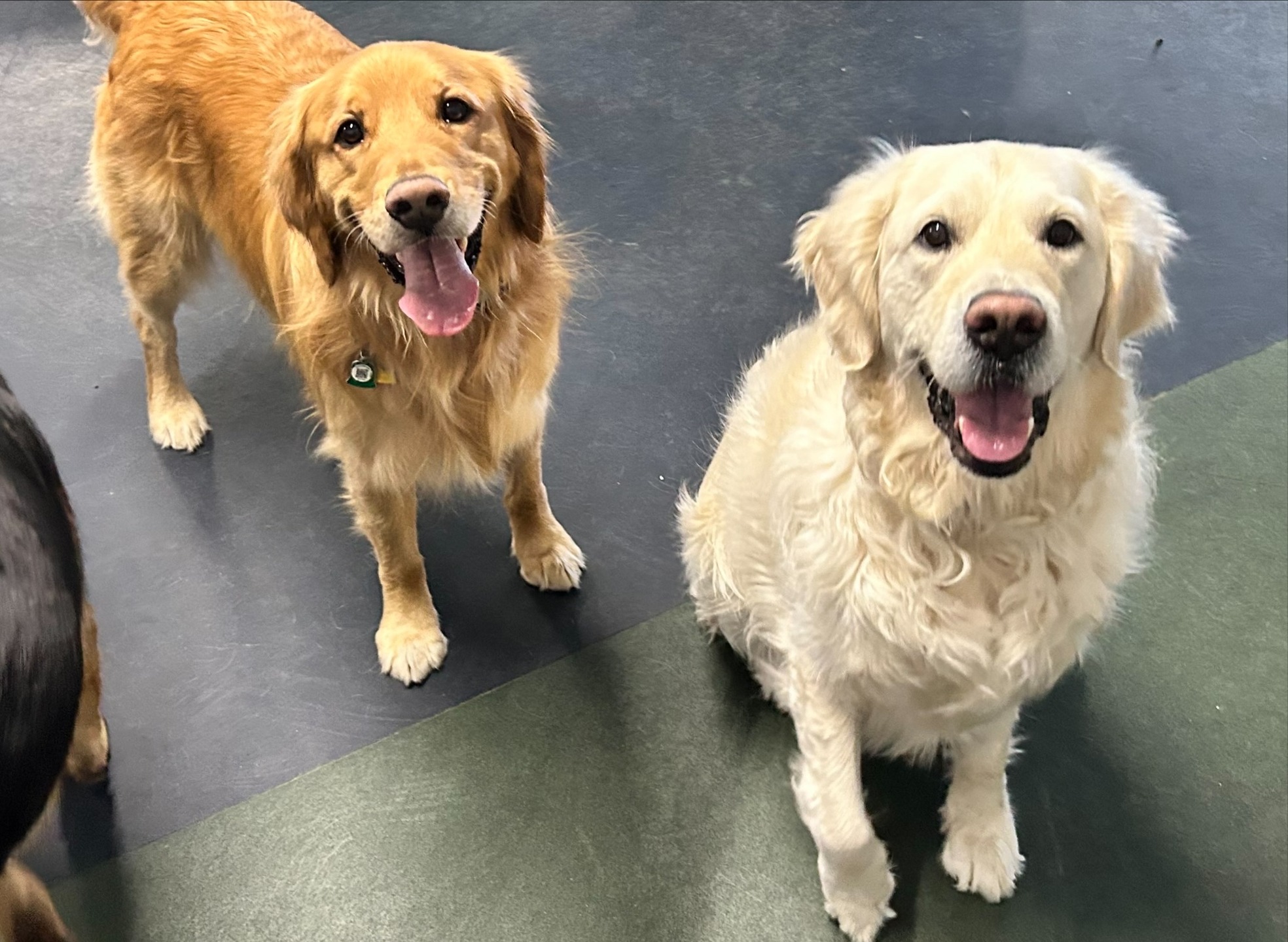 One minute it’s sunshine, the next it’s rain — classic late‑March in the Flathead. While the weather can’t make up its mind, one thing is consistent: your dog having an amazing day with us.
Whether it’s too muddy, too cold, too windy, or somehow all three, we’ve got a warm, safe, joy‑filled space where your pup can play, socialize, and burn off that spring energy