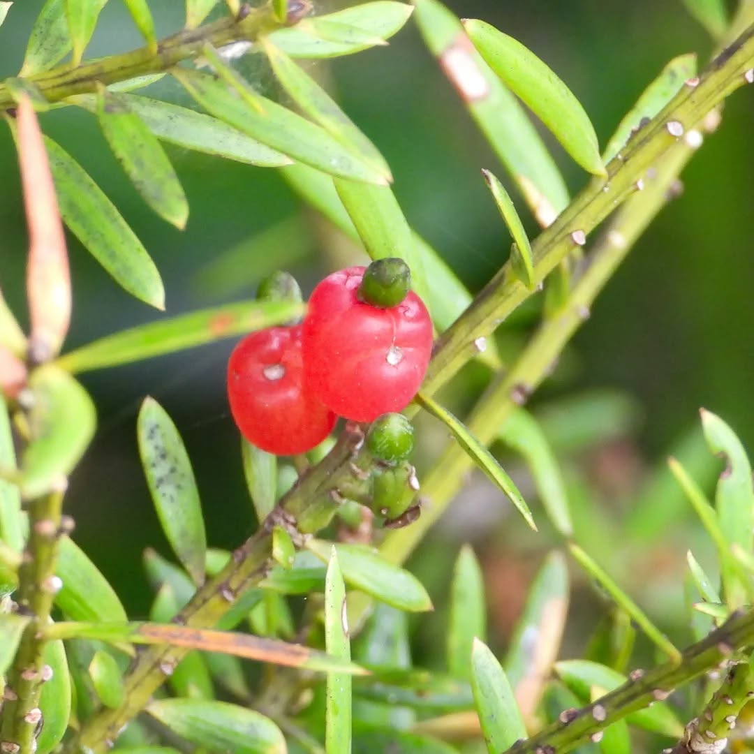 The delicious looking fruit of the Totara, not very obvious, but tucked in here and there all over the Totara trees at the moment.
#karameatotara #totaraberries #podocarpustotara