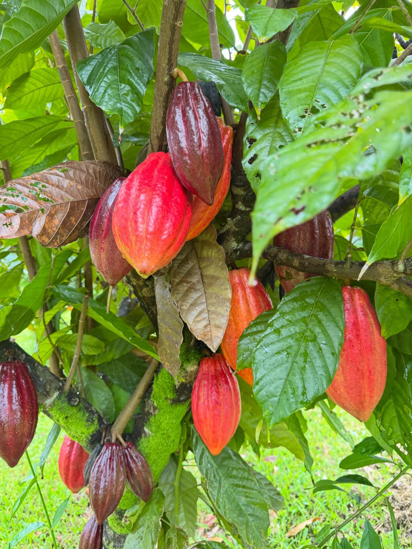 🍫🌺 Did you know Hawaiʻi is the only place in the United States where cacao can grow? 🌱 It all comes down to our unique latitude—nestled perfectly within the narrow tropical belt where cacao trees thrive 🌍☀️
Today we toured a cacao farm and saw firsthand how chocolate begins… from vibrant pods growing right on the tree to the rich, velvety treat we all love 🍃➡️🍫
There’s something so special about knowing this little piece of paradise can grow something so globally cherished 💛 It makes every bite of chocolate even more magical ✨
Grateful for days like this—learning, tasting, and soaking in the beauty of Hawaiʻi 🌈🌴
#HawaiiGrown #CacaoFarm #FromPodToBar #IslandLife #SweetMoments 🍫