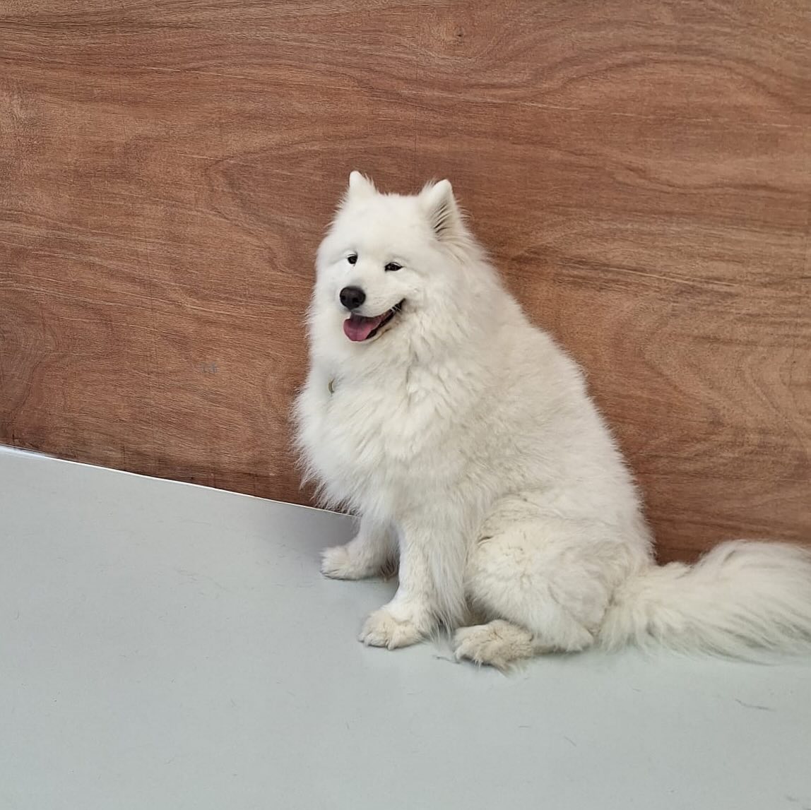 Saturday pups 🥰🐾🐶💛
.
.
.
.
.
.
#dogsofauckland #dogsofnz #doggydaycarelife #wooflandnz