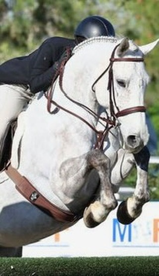 The Team KMT horses shined in the National Hunter Derby at Sacramento Spring ClassicšStarstruck was 9th and Ten was 10th while Cash and Ralphie had gorgeous rounds just beyond the cutoff in their very first derby! Weāre so proud of these stars and canāt wait to show them in more derbies this year āØ
#teamkmt #jumpingtothenextlevel #lovethejourney #westpalmsevents #