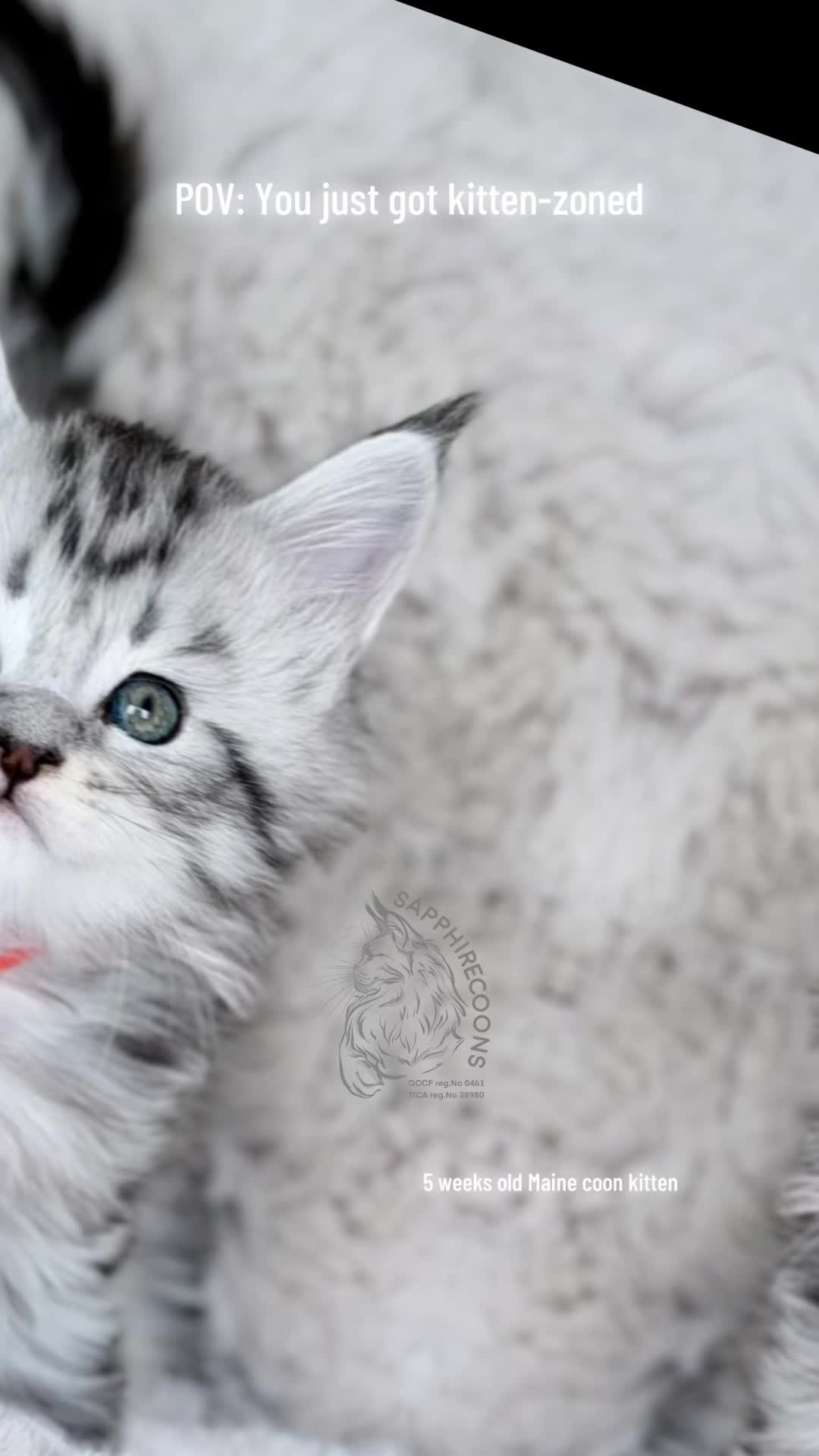 The "S" litter is officially 5 weeks old! 🎉
Let me tell you, these guys are turning into absolute little menaces (the cute kind, obviously). They spend their days wrestling, causing absolute chaos, and practicing their "fierce predator" pounces on each other's tails.
They are packing on the grams perfectly, mostly because they are absolutely demolishing their raw meat meals like tiny little T-Rexes. 🦖🥩
If you look closely, you can actually see them plotting their great escape. They sit there staring at the edge of the playpen, desperately waiting for the day they can finally jump out and turn the entire house into their personal 3 AM racetrack. 🏎️💨
But nice try, fluffballs! For their own health, safety, and proper development, they are sentenced to at least two more weeks in "baby jail" before they get full roaming rights.
Until then, the playpen contains the chaos... well, barely! 😂🐾
#sapphirecoons #cutekitten #mainecoon #sapphirecoonscattery #mainecoonbreeder #showkitten #sapphirecoon #mainecoonkitten #adorablekitten #showkittens #gccf