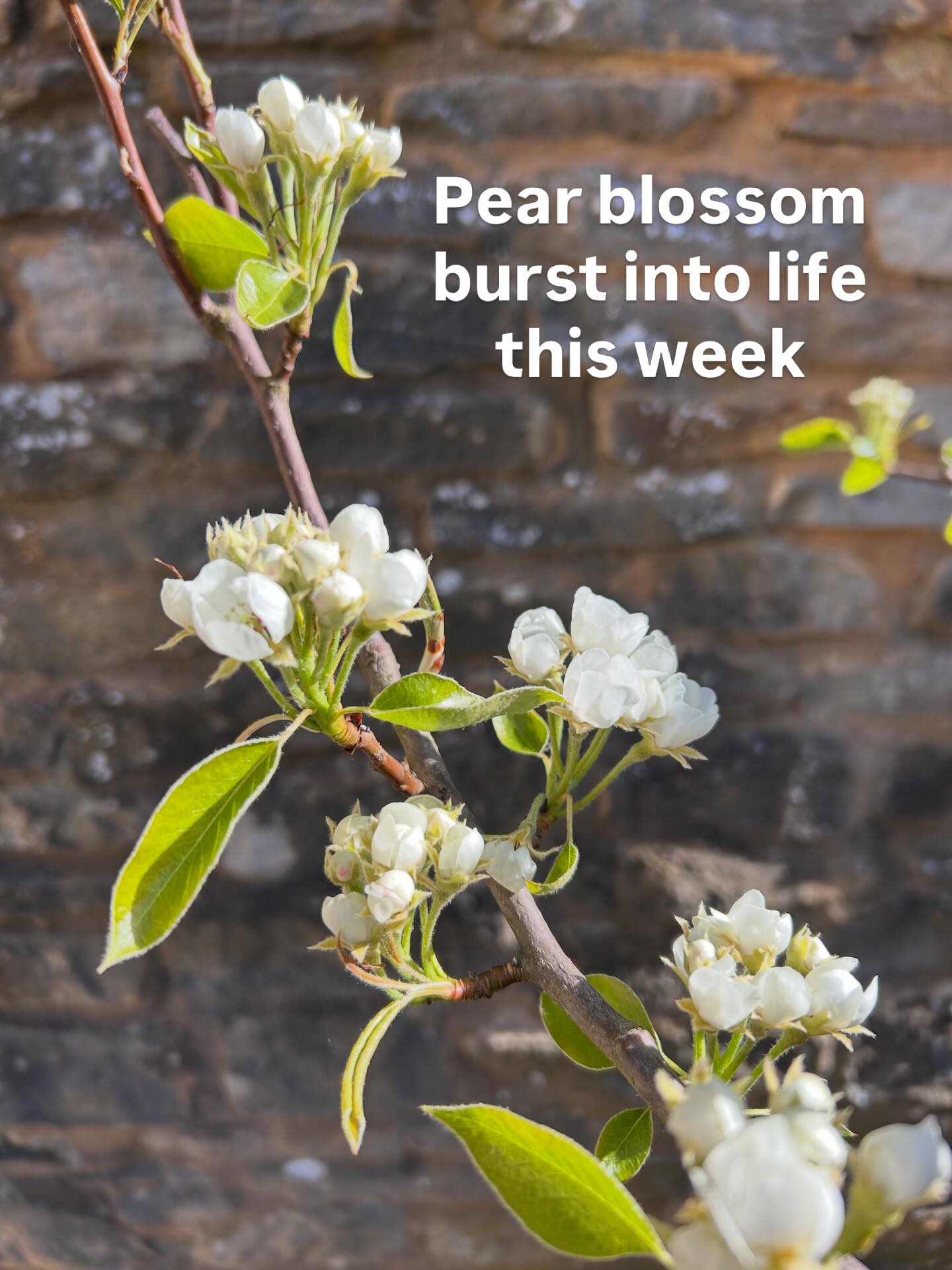 Conference pear blossom suddenly spread overnight this week. A delight to see.
#pear #blossom #oxford #flowers