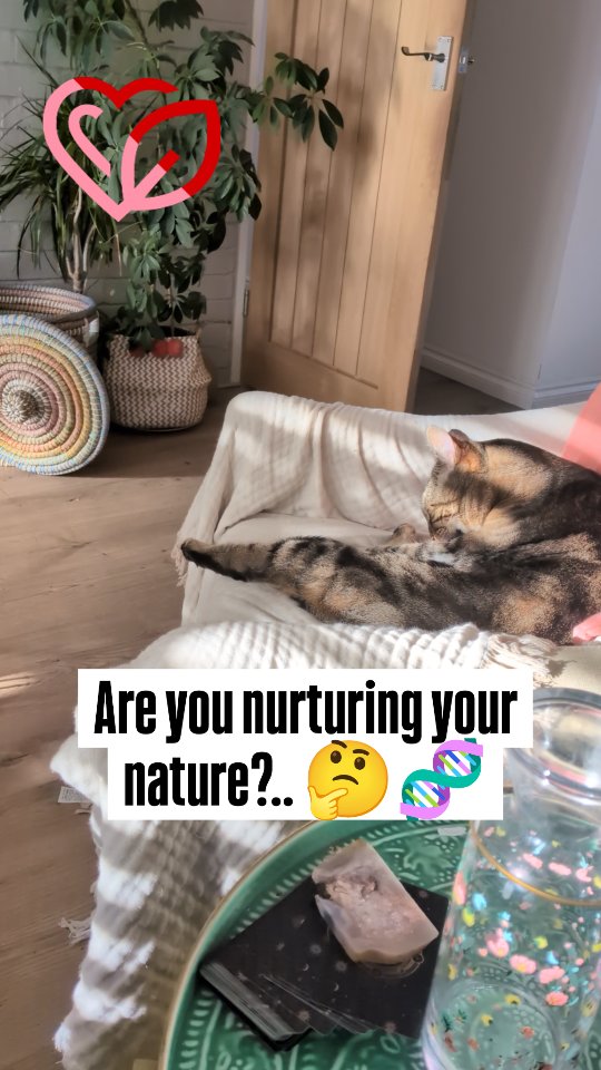 I'd love to say this is my spirit animal but I'm afraid to say I'm nothing like a cat!
My genes say otherwise.
But I know them, I'm working with them by adjusting my environment & nutrition, and I'm taking the lessons.
At least I can steady the express train to Spiral Town by consistently moving, keeping blood sugar stable, inflammation low and eating MY type of soul food 😋🌈
This is exactly what my clients have been doing and I'm blown away with the results ✅👏🏼👯♀️
For nutrigenomic testing.. it's just a simple blood prick or saliva sample at-home.. message me to order and let's get started. Nothing scary, just evidence of you, and how to make some tweaks and adjustments to see the results you crave!👌🏼🧬👀 You can find out more on my website... Link in bio 👆🏼
NB: Other testing and 'nutrition coaches' 🙄 are also available 😜 Seriously, always work safely... It's important you work with someone who can confidently recommend supplements (if required) safely & effectively alongside medication and health conditions. Anyone can send you nice recipes, not all coaches can safely put together a nutritional therapy plan!
Let me know what helps to calm your mind. Have you found something to get you back to you? 🩷❤️
#overthinking #genes #nutrition #adhd #perimenopause