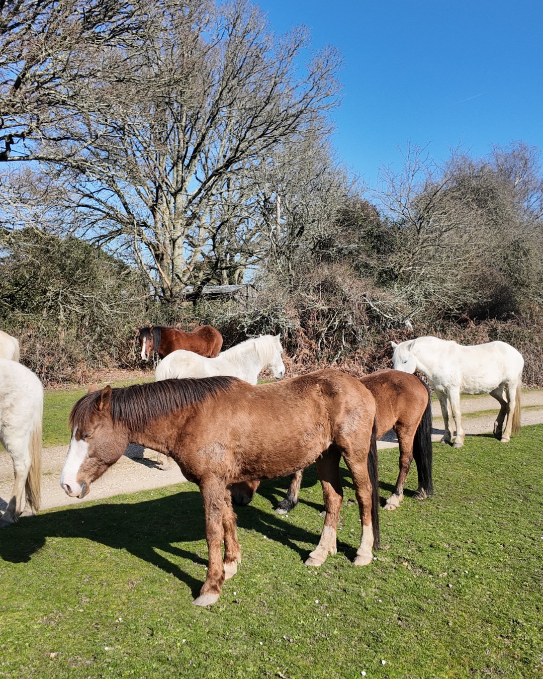 The New Forest ponies have been out in full force enjoying the sunshine, and our campers have loved waking up to this beautiful sight. There's nothing quite like seeing these iconic locals roaming freely around the park to really remind you you're in the heart of the New Forest 🌿
If you're staying with us, keep your camera ready… you never know who might wander past! 📸
Have you spotted the ponies on your stay? We'd love to see your photos 👇
#NewForest #CampingLife #MotorhomeLife #StaycationUK #CampingUK