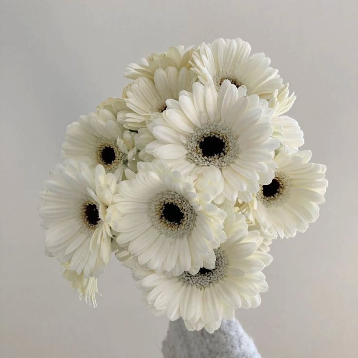 £25 — Elegant white gerbera bouquet in soft neutral wrapping. Simple, fresh, and perfect for a thoughtful gift.