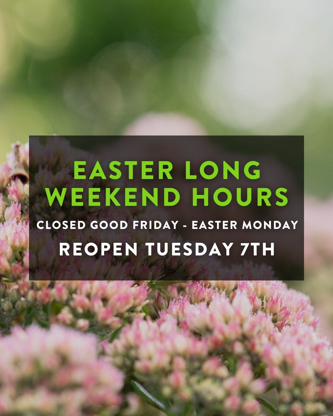 Macedon Nursery & Garden Supplies will be closed from Good Friday through Easter Monday, reopening Tuesday 7th April. Deliveries are also off the road across the long weekend, so if you have a project or bulk order in mind, get your order in before Thursday.
Happy Easter from the team at MNGS.
#macedonnursery #macedonrangesgardens #macedonranges