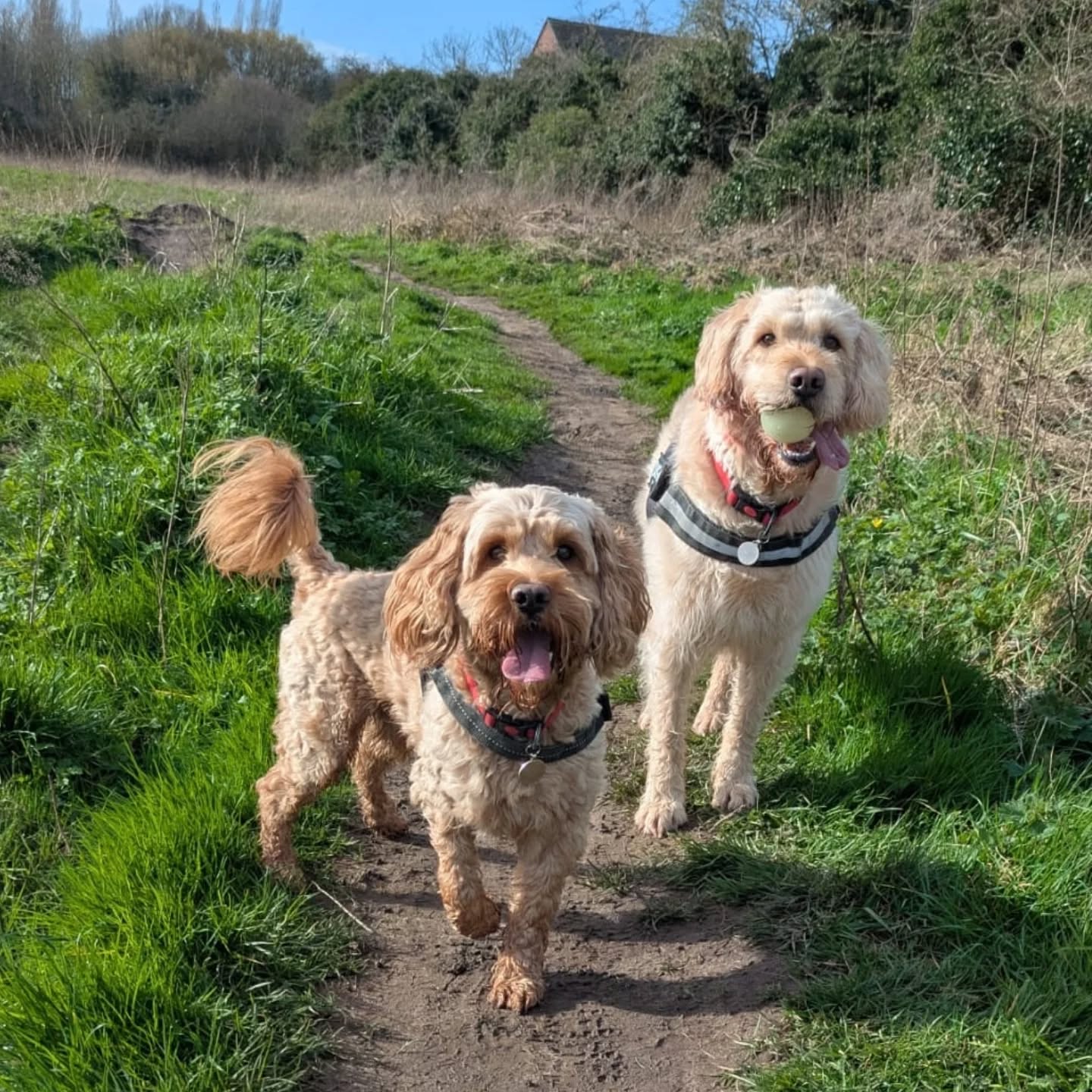 A few snaps of life recently π
.
.
.
#dogwalker #petsitter #bestjobintheworld #petsofinstagram #nantwich