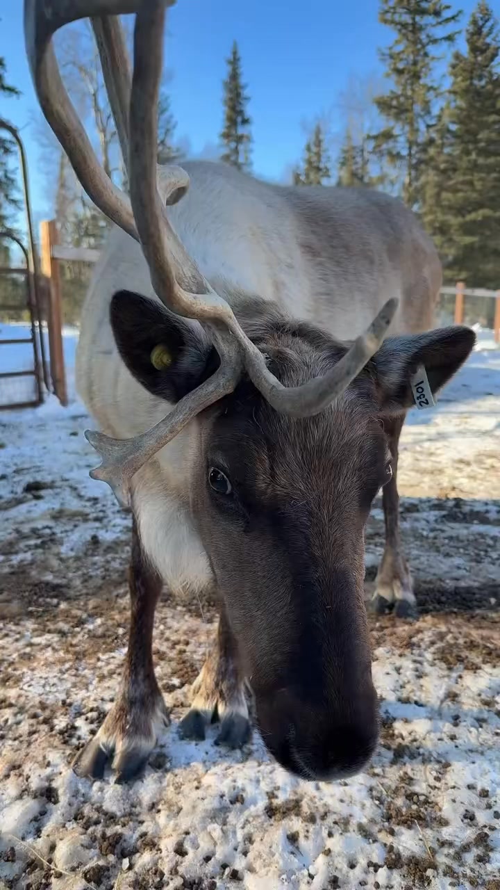 Rein wanted her own video #Alaska #reindeer #appreciation #meet