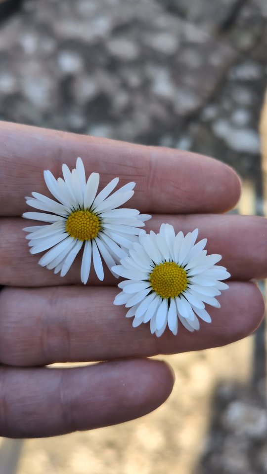 A little bit of positivity for a Monday morning!.💪🏽😎🙌🏽
The world today is a lot...
All each of us can do is work on ourselves and the little ripples we create (drawing on inspo from grandmother willow in Pocahontas - if you know, you know).
If you fancy learning how to add a few wild ingredients into your kitchen here and there I have spaces left on my spring foraging walks 🌱🌞🌸
Saturday 4th April - North Ballachulish, Lochaber
Saturday 11th April - Much Wenlock, Shropshire
Great craic, tea and cake included 👍🏽😀💚
Head to my website to book or PM for the link!