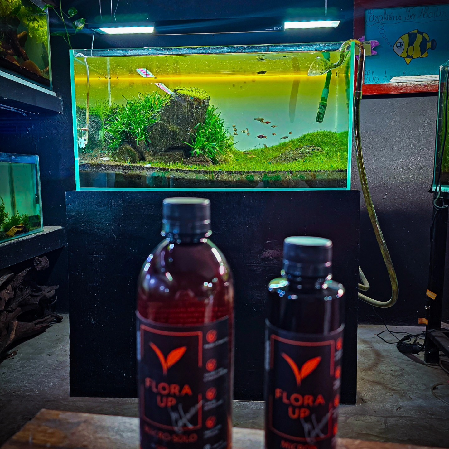 Day 1
I decided to test the FloraUp products on my modest "Iwagumi", I was using Tropica specialized nutrition Fertz, with some cladaphora and few spots of BBA showing from time to time, that I burned with the help of the Awesome APT Fix from 2hr Aquarist.
The objective it's to balance it as better as possible to increase light, so I can finally have my full carpet.
Will keep updating every week.
Let the game Begin!!! 😜
#floraup
#fertilizer
#iwagumistyle
#iwagumi
#testing
#cladaphora
#bba
#carpet
#plantedtank
#aquascaping
#aquascaper
#aquariums