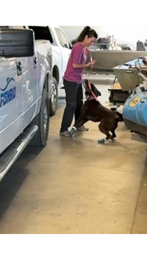 Let’s enjoy Fin’s beautiful head snap at odor, but in slo-mo! Go Fin & Kaley 🤩
Thanks @fishbiology for having us!
#workingdogs #detectiondog #dogsofinstagram #doghandling #scentwork