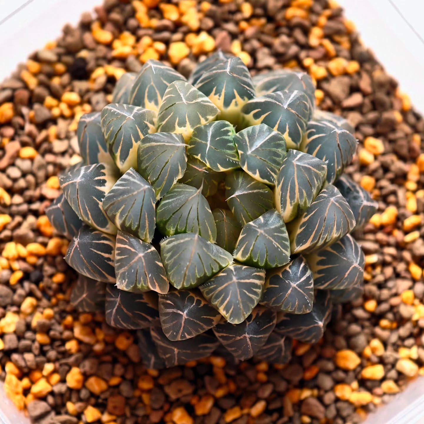 Haworthia obtusa ‘Neonlight’ Full RV Rosegold ✨
A timeless classic loved by collectors.
Photography after watering makes the windows look so clear and clean
Grown under Helios XP pro
Lux on the higher end about 22k
#haworthia #haworthiaobtusa #haworthianeonlight
#succulentcollector #sgplants