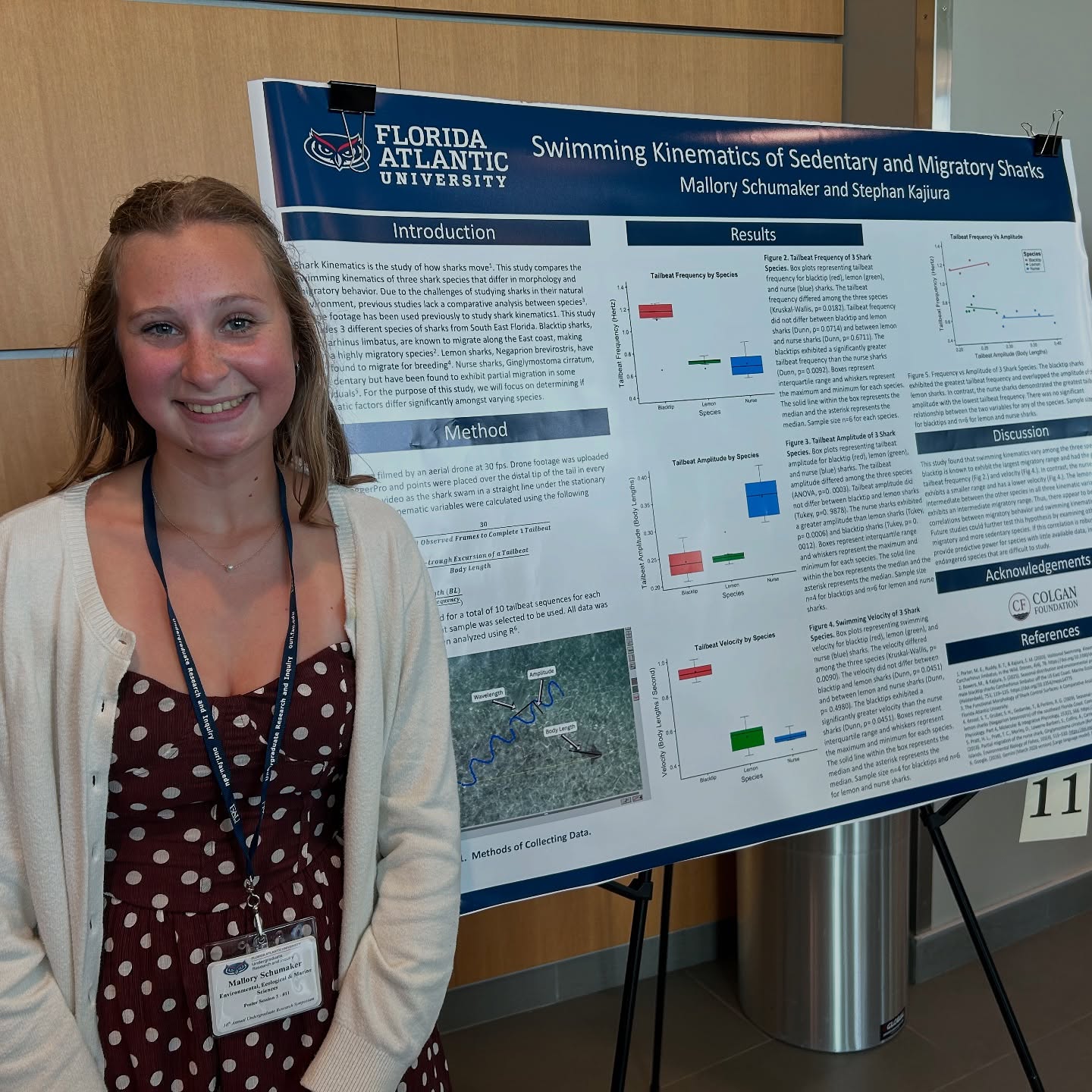 #congratulations to @mallory_olivia5 on her #poster presentation at the @fau_ouri #undergraduate #research #symposium. @mallory_olivia5 analyzed #drone #footage to quantify the #swimming #kinematics of #blacktip, #lemon, and #nurse #sharks in the wild. She found that the #blacktips had the greatest #tailbeat #frequency and #velocity. This suits them well since they have the farthest #migration of the 3 #species. Thanks to @colganfoundation for supporting this work. #marinebiology #sharkmigration #womeninstem #womeninscience #womeninsharkscience
