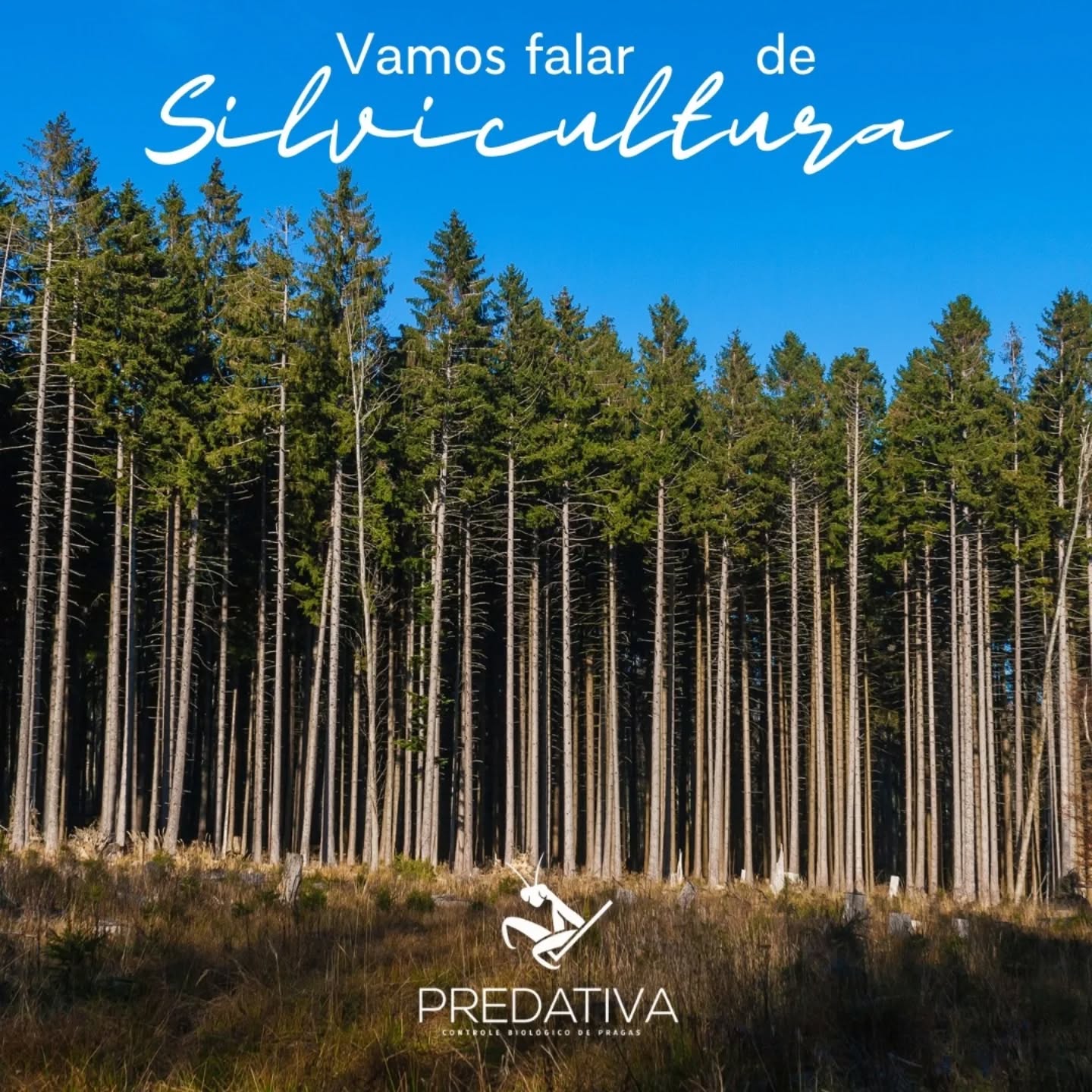 Na semana em que se comemora o Dia Nacional da Silvicultura, vale lembrar que a biounidade desenvolvida pela Predativa – Controle Biológico é muito eficiente no manejo integrado de pragas do eucalipto.
Além de ser uma solução sustentável, permite que a produção dos agentes macrobiológicos aconteça dentro da própria fazenda. Dessa forma, o produtor se torna autossuficiente no desenvolvimento do seu insumo, além de economizar com mão-de-obra, materiais, energia elétrica e custo produtivo.
Visite o site no link da bio e saiba mais.
Fonte: Agência de Notícias IBGE
#silvicultura #eucalipto #controlebiologicodepragas #manejointegradodepragas #agentesmacrobiologicos #predativa