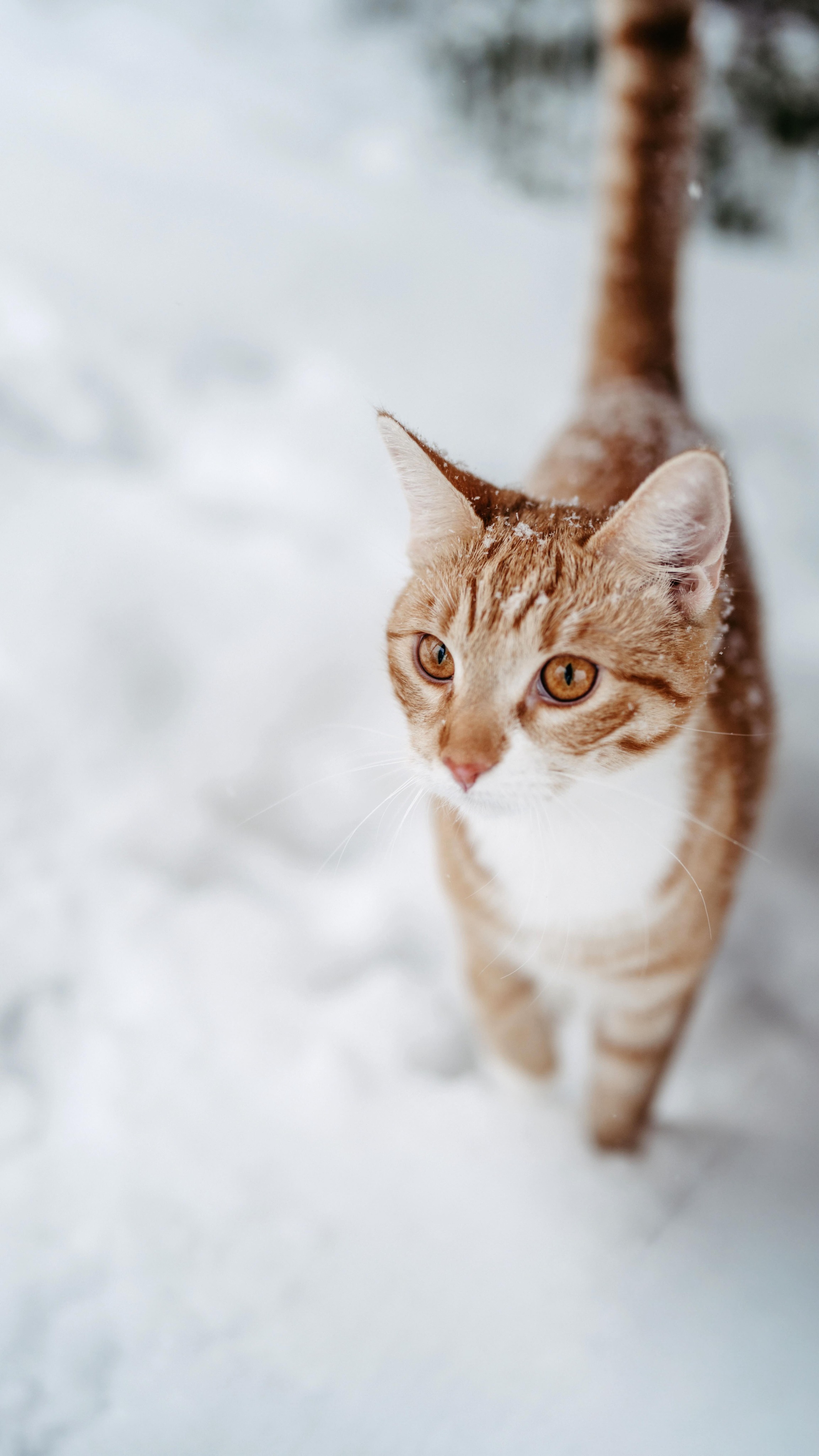 ...wo gnau bi so Aktione vu de Kirana jedes mal eifach da staht und eifach nu muess lache😅 Jedes mal ufs Neue cha das chliine Wese mi zum Lache bringe🥹💕
und villicht hüt au di es biz?!☺️
STEPHANIEBUECHEL
STEPHANIEAURORA
ABTWILSG
FOTOGRAFINSTGALLEN
FOTOGRAFINOSTSCHWEIZ
RETREATSCHWEIZ
AUSZEITSCHWEIZ
ZURÜCKZUMIR
FURNA GRAUBÜNDEN
STGALLEN
RETREATNORWEGEN
TROMSØ
FOTOREISEFÜRFRAUEN
LIFECAOCH
ZYKLISCHESLEBEN
FRAUENPOWER
FRAUENCOACH
TAGESAUSZEITSTGALLEN
STEPHANIESSAFESPACE
SCHWEIZERPODCAST
PODCASTAUFSCHWEIZERDEUTSCH