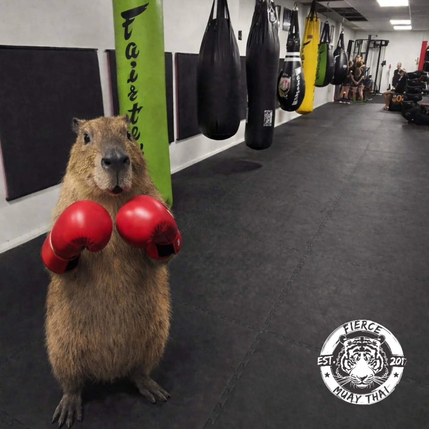 BREAKING: Samba the capybara spotted @fierce.muaythai.pt 🥊😂
Being from Brazil, everyone assumed BJJ…
Samba: ‘Nah, I’m here for elbows.’
@marwellzoo
#WhereIsSamba #MuayThaiLife #PlotTwist #capybara #FierceFamily