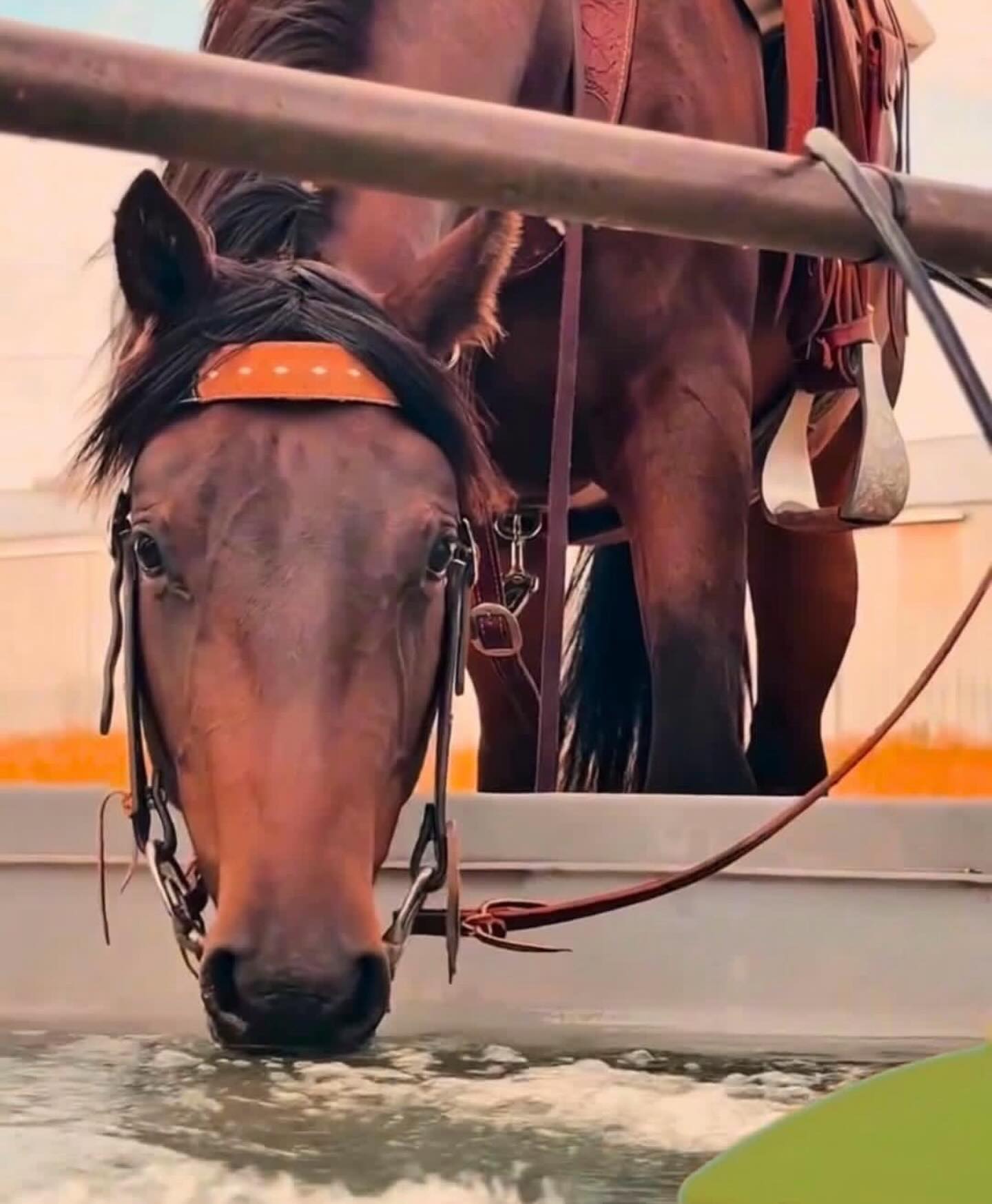 Keep your horses happy and hydrated with a Water Rippler 🐴
• Keeps trough water fresh and circulating
• Reduces algae and stagnant water
• Encourages your horses to drink more
• Easy to install and low maintenance
Learn More: https://www.agribestfeeds.com/product-page/the-water-rippler
#WaterRippler #HappyHorses #HealthyHorses #CleanWater #EquineCare