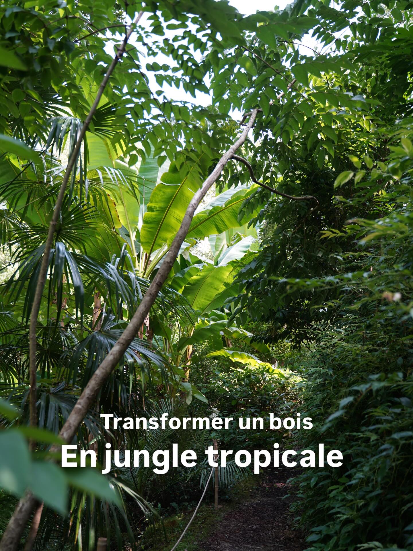 Il y a 10 ans ce n’était qu’un bois au bas fond humide depuis tout s’est transformé en forêt tropicale
🌱sous les grands arbres une petite jungle s’est constituée, les feuillages luxuriants débordent des chemins
🌱on y croise de grands scheffleras des bananiers géants des palmiers frileux et bien d’autres plantes tropicales atypiques
On s’y promène enveloppé par la végétation, les fougères tropicales comme les woodwardia et les dicksonia antartica
🌴les palmiers : sabal, syagrus, washingtonia, parajubaea
🌱rhododendron Hydrangeas et camélias y poussent avec facilité
Tout est planté et entretenu à la main. Si ce décor naturel semble avoir toujours été rien n’a été laissé au hasard
🌱tout a été étudié pour garder des ouvertures et des perspectives, chaque plantes est choisie avec soin afin de remplir un rôle spécial à un endroit déterminé
Le jardin ouvre le 25 avril jours d’ouverture en bio et sur le site jardindesbarthes.com
Jardin des barthes classé remarquable sud des landes portes du pays basque
#tropicalplants #plantslover #jardin #jungle