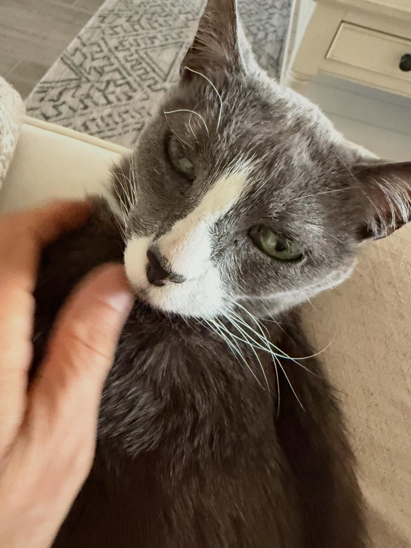 I don’t feel like cooking.
I don’t feel like eating.
I don’t feel like doing much at all.
We just said goodbye to our 19-year-old cat 🖤
My writing buddy, my coffee shadow, my little companion.
But my body still needs food.
And my husband needs to eat too.
So I cobbled together a grief meal today:
🍅 Tomato soup (from the freezer)
🥬 Leftover Chinese takeout Bok choy with garlic-white wine sauce
🐟 Smoked salmon
🥬 Fermented sauerkraut
🌰 Walnuts + toasted pumpkin seeds
Inspired by @nestwellness_ (follow her here and on Substack!)—her photo diaries reminded me: you can nourish yourself gently, even when your heart is breaking.
Other simple grief meals you can throw together:
Soft scrambled eggs + greens + roasted potatoes + seeds
Lentil or bean soup + frozen veggies + toasted nuts
Cauliflower rice or quinoa bowl + frozen or roasted veggies + beans + drizzle of tahini or olive oil
Yogurt + frozen berries + seed oats + nuts
Smoothie with frozen fruit + spinach + nut butter
Stock your fridge and freezer with things that make you feel held.
When grief hits, or life hits—you can still feed yourself softly.