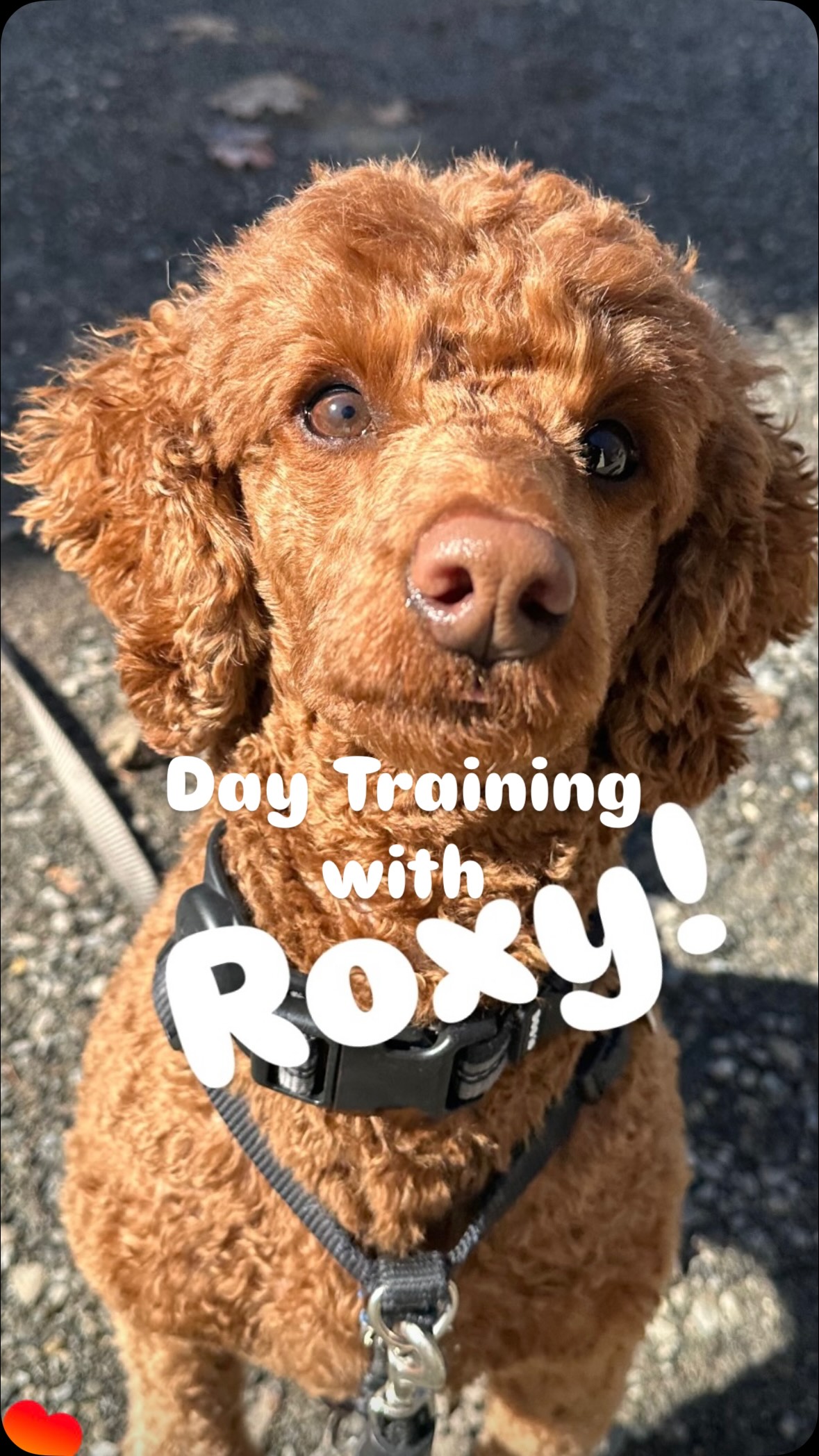 š¾Roxy is rocking her Day Training Program! Her owners came to us looking for support to help Roxy keep 4 paws on the floor when greeting people, decrease begging at the dinner table, cooperative care and a few more key goals.
In just 3 weeks of biweekly sessions, Roxy has learned new skills that will assist in modifying her behavior and set her up for success in future sessions. After our 6 weeks of day training we will follow up with a few more months of private lessons with her owners to give them the confidence or knowing what to do and how to manage Roxy in the areas she struggles in.
ā¢
ā¢
ā¢
#positivereinforcementdogtraining #doglovers #vermontdogs #802dogs #minipoodlesofinstagram