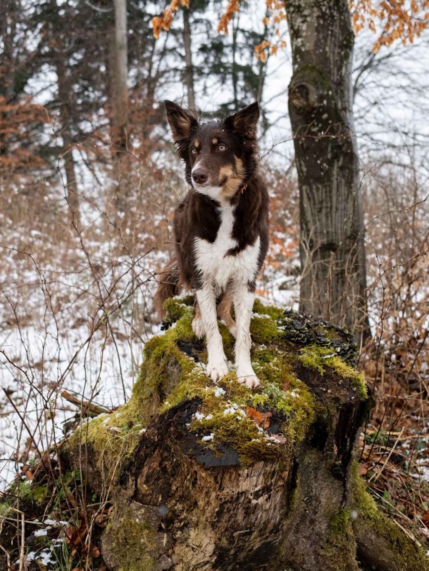 ✨Was möchtest du mit deinem Hund noch erleben?✨
Diese Frage hat Tanja @ammerseehunde am Wochenende auf dem Spaziergang gestellt und ich finde sie sehr schön & tiefgründig.
Oft fokussieren wir uns so auf die Probleme im Alltag, dass die Träume zurück stecken müssen.
Überlegt doch mal für euch, was möchtest du mit deinem Hund noch erleben und was hält dich davon ab? 🫶🏼
📸Die Bilder sind ebenfalls von Tanja 🫶🏼
#hundetrainining
#träume