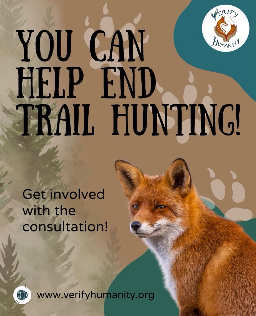 Government’s Trail Hunting Consultation Finally Released
Consultation Link - https://lnkd.in/dc-XYgV2
It’s felt like an interminable wait for the Government to release the public consultation on Trail Hunting. The start of the year became the end of March, but it is here, and you can have your say. There aren’t many opportunities when you have such a direct line to the Government and can influence upcoming legislation. 🐾
For those who don’t know, trail hunting is often presented as a legal alternative to illegal traditional fox hunting. In practice, it has provided a smoke screen for people to continue hunting and killing UK wildlife.
Join us and push for a full ban and stronger protections for animals. Make your voice heard and support the consultation. Please use the link below to fill in the consultation and bring an end to Trail Hunting.
Consultation Link - https://lnkd.in/dc-XYgV2