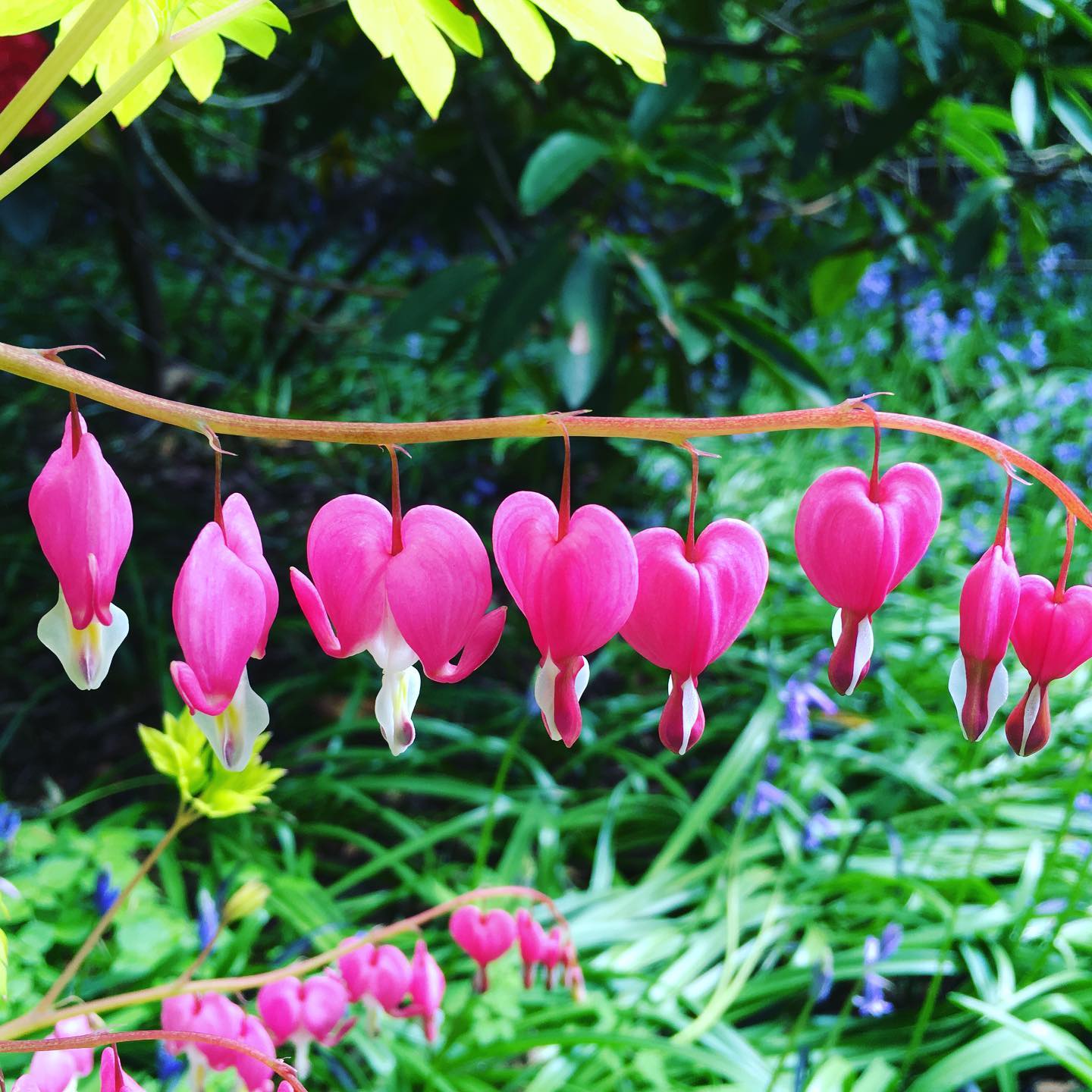 When you’re caught up on work and you can stroll around @vandusengarden with a friend admiring the spring blooms