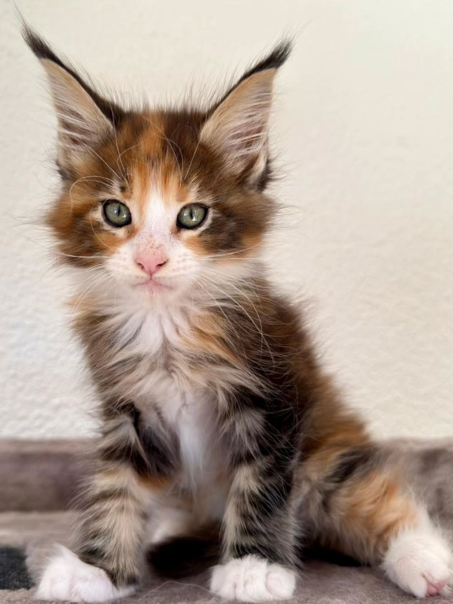 Coucou, moi c’est Belline,
née le 6 janvier 2026 😻
Petit chaton femelle avec un magnifique pelage Black Silver Tortie Blotched Tabby et Blanc, curieuse, joueuse et très câline.
À la recherche d’une famille douce et attentionnée pour grandir
entourée d’amour 🤍
Si tu es vraiment intéressé-e et que tu as pris connaissance des conditions,
▶️ je t'invite à te rendre sur le site www.lescoons.ch et remplir le formulaire de contact 😊
Carine Zimmermann
Éleveuse de Maine Coons
Affiliée au Cat Club Romand
Domaine de l’eau vive
1724 Bonnefontaine
+41 79 281 93 88
www.lescoons.ch
#mainecoon #chat #chaton #chatheureux #kitten