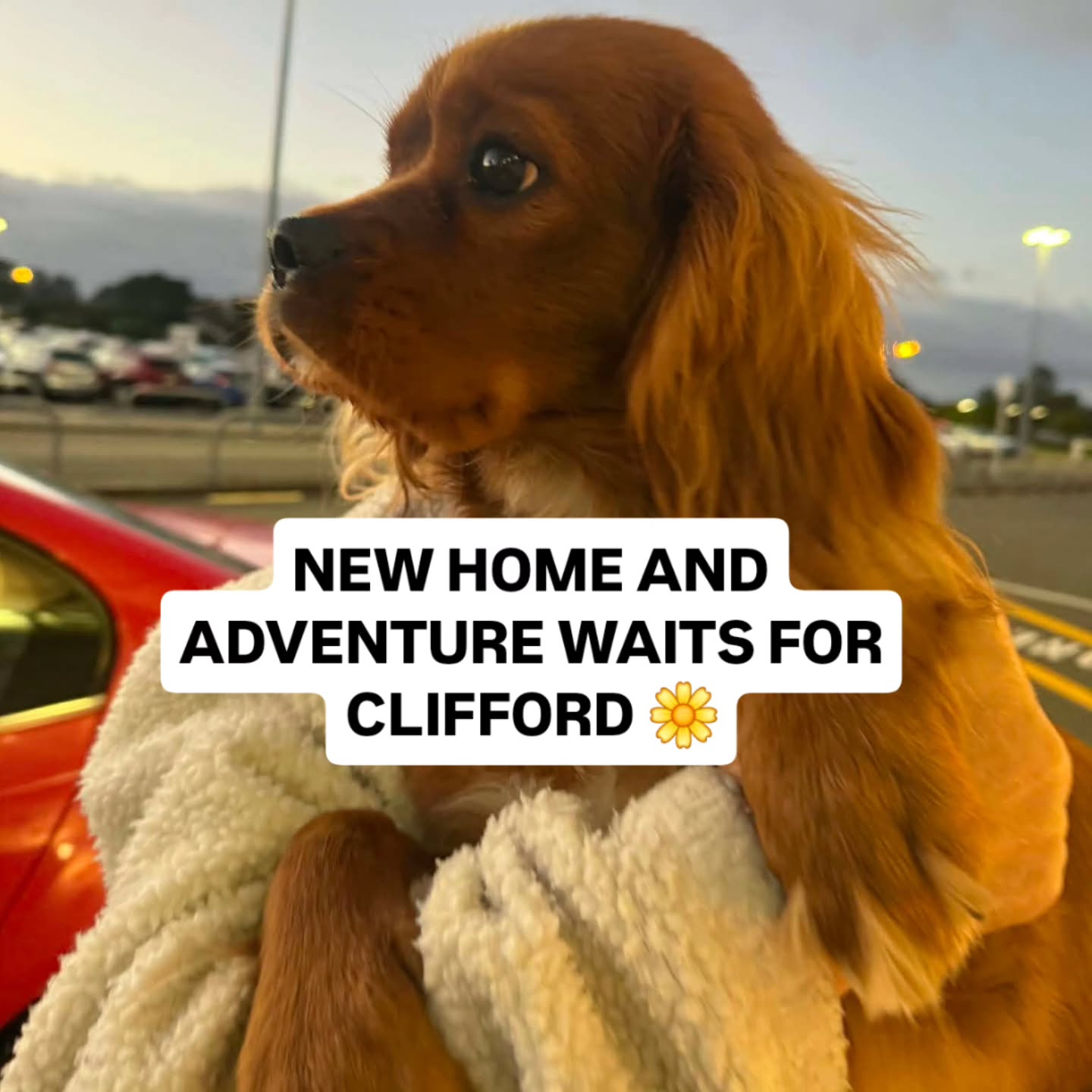 SKYS THE LIMIT✈️
Clifford is heading off to his new home and adventure ahead in Nelson.
#Hamiltonpettransport #cavlife #pettransportnz #skysthelimit