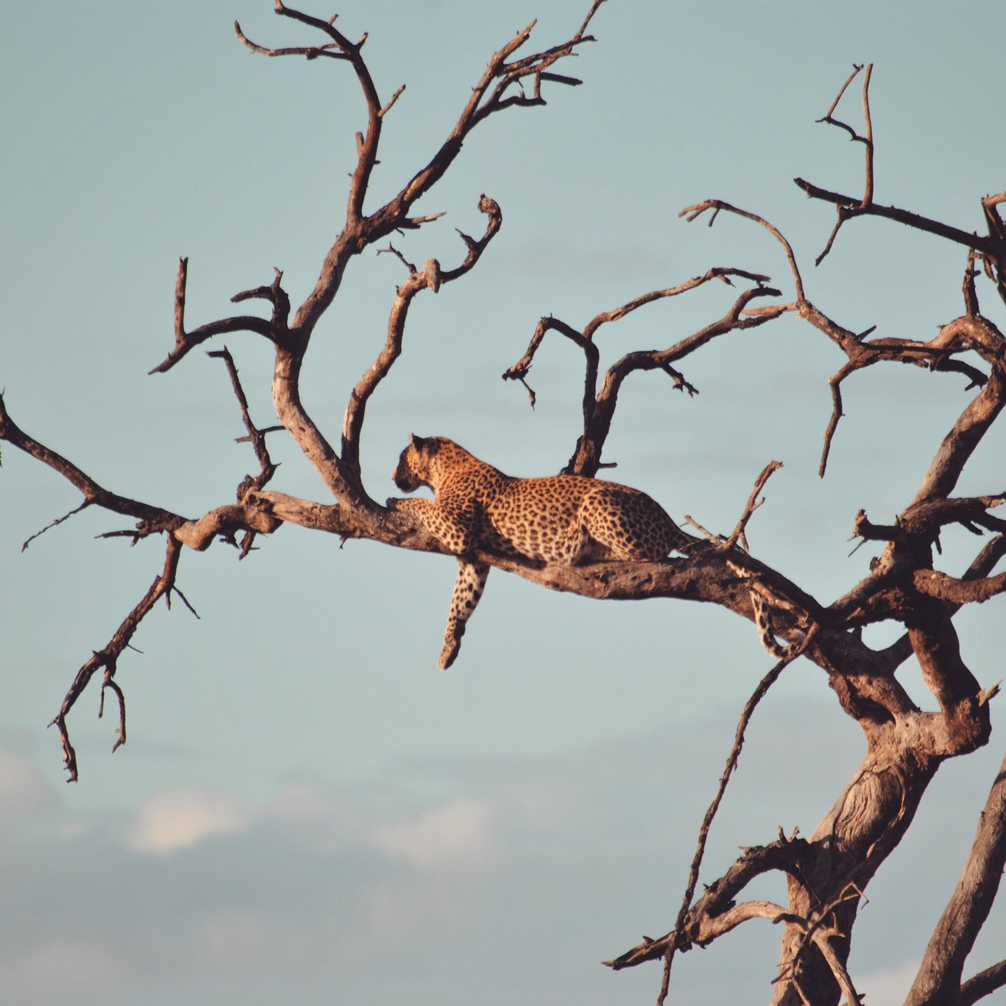 Where the wild turns effortlessly glamorous. A leopard lounging like royalty above our vehicle. 🐆
#Safari4Africa #Safari
#LuxuryTravel #LuxurySafari #BespokeTravel #ExclusiveTravel
#SafariExperience #AfricanSafari #WildlifeTravel
#SouthernAfrica #ExploreAfrica #AfricaTravel #VisitAfrica #SafariAfrica
#LuxuryLodge #SafariLodge #LuxuryCamp #FiveStarTravel
#InstaTravel #TravelInspiration #LuxuryEscapes
#krugernationalpark
#southafrica
#namibia
#botswana
#zimbabwe