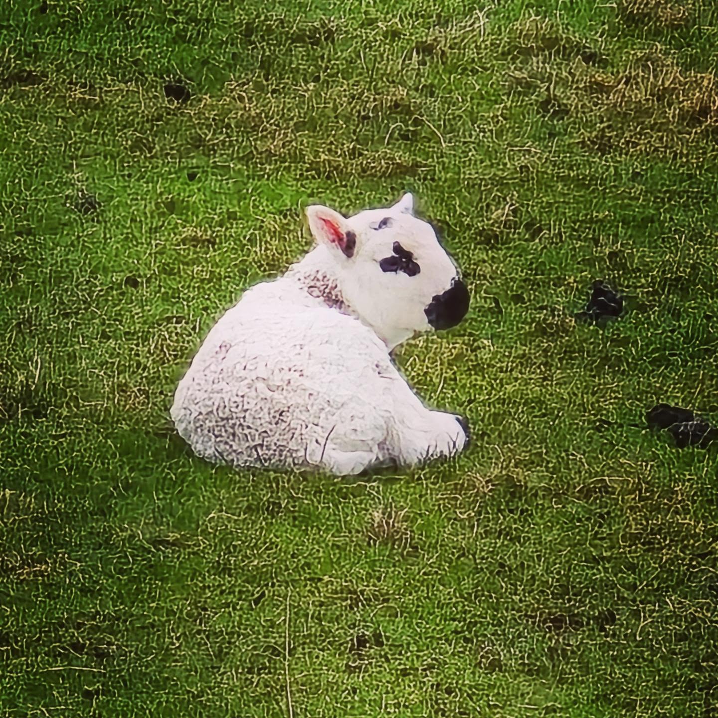 Jesus said, "Feed my lambs." (John 21:15 NIV) #lamb #sheep #nature #naturephotography #creation #farmanimals #farm #scripture #bible #newtestament #nurture #protect #christ