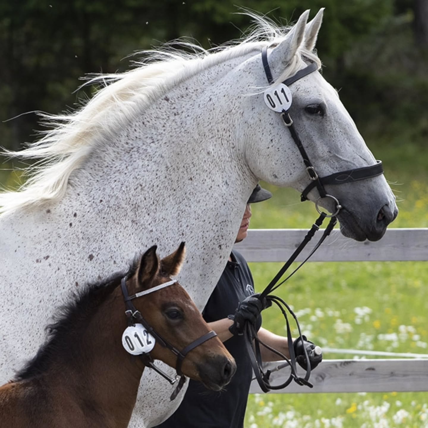 Avelssäsongen 2026
Nu är det dags att planera för hingst om du ska ta ett föl på ditt sto i år!
Våra avelshingstar 34 Pluto Timon, 35 Pluto Cosmo och 30 Favory XXVIII-27 finns tillgängliga för avel från mitten av april.
Vi hoppas att alla lipizzanerstoägare tar åtminstone ett föl på sitt sto, för att hjälpa till att bevara rasen i Sverige, och framförallt för att få ett alldeles eget lipizzanerföl!
Är du osäker på hur allt går till? Eller vet du inte vilken lipizzanerhingst som kan passa juat ditt sto? Tveka inte att höra av dig så försöker jag guida dig.
---
I betalt samarbete med Agria.
I samarbete med Agria bjuder vi på foster- och fölförsäkringen. Försäkringen innefattar bland annat:
▪️3000 kr i livförsäkring.
▪️120 000 i veterinärvårdsförsäkring.
▪️Ersätter om stoet kastar eller resorberar.
▪️Ersätter om fölet blir sjukt och måste behandlas av veterinär.
När ditt sto är konstaterat dräktigt kontaktar du: Angela ”Gela” Hallberg på 070-595 47 51 eller ditt lokala ombud för att få ta del av din nya försäkring.
#lipizzaner #agria