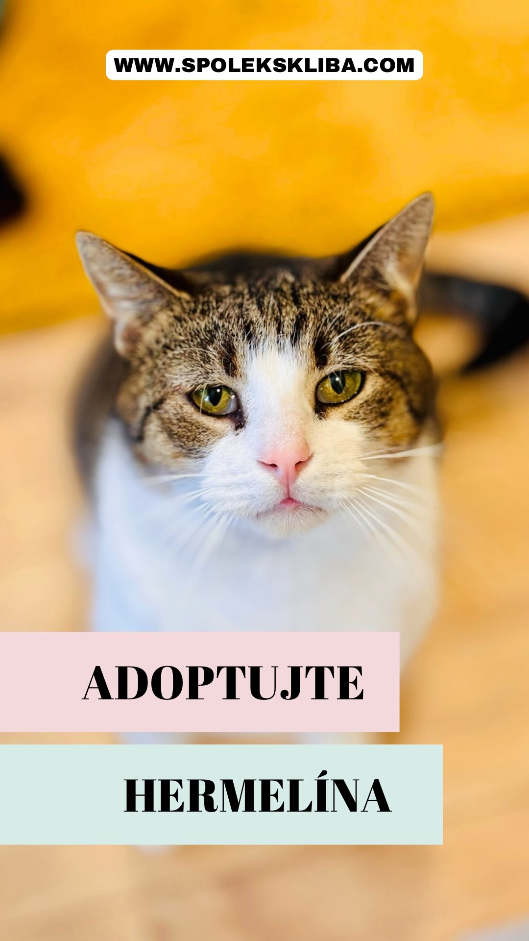 50 % jemný sýr, 50 % váš budoucí stín a 100 % srdeční záležitost 🧀👀
Hledáte společníka, který vám nebude mluvit do výběru seriálu, nebude vám shazovat fotky z police a rozhodně vás nebude budit ve tři ráno parkourem po bytě? 🧘♂️ Tak to se seznamte – tohle je Hermelín. Mladý kocourek, který ví, že ty nejlepší věci v životě začínají v klidu a s rozmyslem. ✨ Hermelín je prostě kocourek pro fajnšmekry. 👌
🎪 Nečekejte hlučné ovace... hned. Hermelín neskáče šipky do náruče na první dobrou. On si vás nejdřív musí „přečíst“. Ale nenechte se zmást tou úvodní opatrností. Pod tím jemným kožíškem se schovává neuvěřitelně hodný kluk, který jen trpělivě čeká na moment, kdy bude vědět, že je v bezpečí. ⚓🤍
▪️ Jakmile se ale „rozleží“, stane se z něj lepidlo. 🧬 Tady přichází ten největší zázrak. Jakmile Hermelín zjistí, že u vás doma nehrozí žádné zemětřesení a že jste „jeho“ člověk, nehne se od vás ani na krok. Z tichého pozorovatele se stane váš věrný stín, který se chce pořád mazlit a svou lásku vám bude dokazovat každým vrněním. 👣❤️
🎾 A pozor – on si i rád hraje! I když je to citlivá duše, která miluje svůj klid, jakmile se uvolní, ukáže vám svou veselou a hravou tvář. Najednou je ho všude plno a vy zjistíte, že tenhle „introvert“ má v sobě nečekanou jiskru a chuť do života. 🌪️✨
💡 Hledá domov bez tlaku na výkon. Ideálně takový, kde se na něj nebude první dny spěchat. Kde mu někdo řekne: „Hele, kámo, klidně tam pod tou dekou buď, já jsem tady, až budeš chtít.“ Odměna za tu trochu trpělivosti je sladká – získáte toho nejvěrnějšího parťáka, který bez vás nedá ani ránu. 🐾💖 Zkrátka a dobře – Hermelín je jako ten nejlepší zrající sýr. Potřebuje správnou teplotu, klid a čas. Ale ten výsledek? To je to nejpevnější pouto, jaké si dovedete představit. 🧀🏡
✨ Hermelín má hotovou veškerou veterinu a už se nemůže dočkat, až se na vás „přilepí“ napořád. 😊